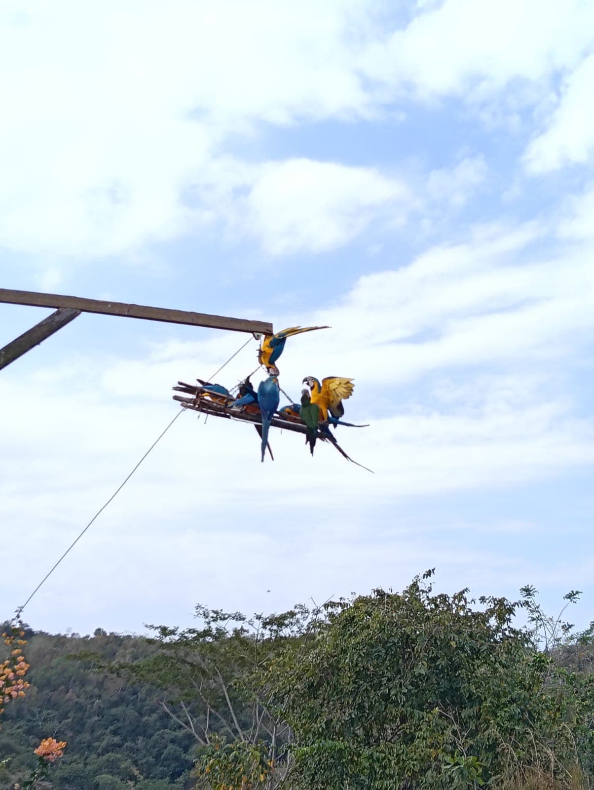 Guacamayas dans les ciruelos du voisinage · 4
