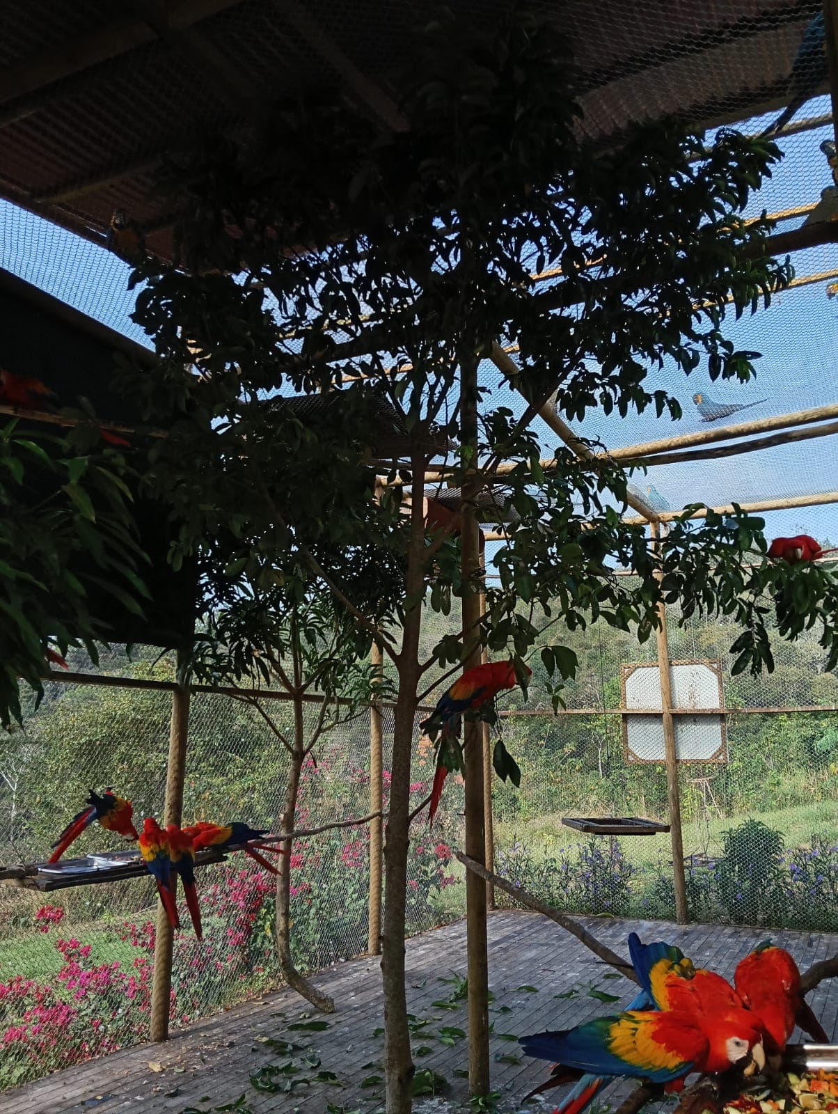 Guacamayas dans les ciruelos du voisinage · 5