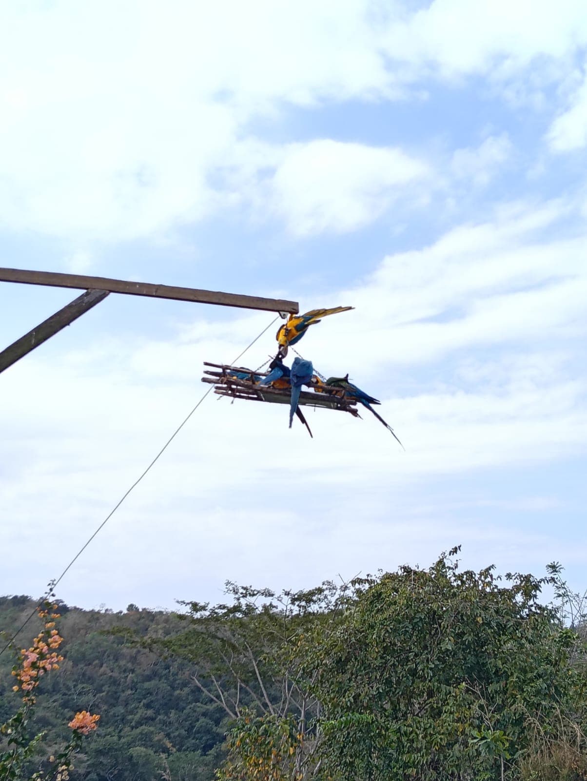 Guacamayas dans les ciruelos du voisinage · 6