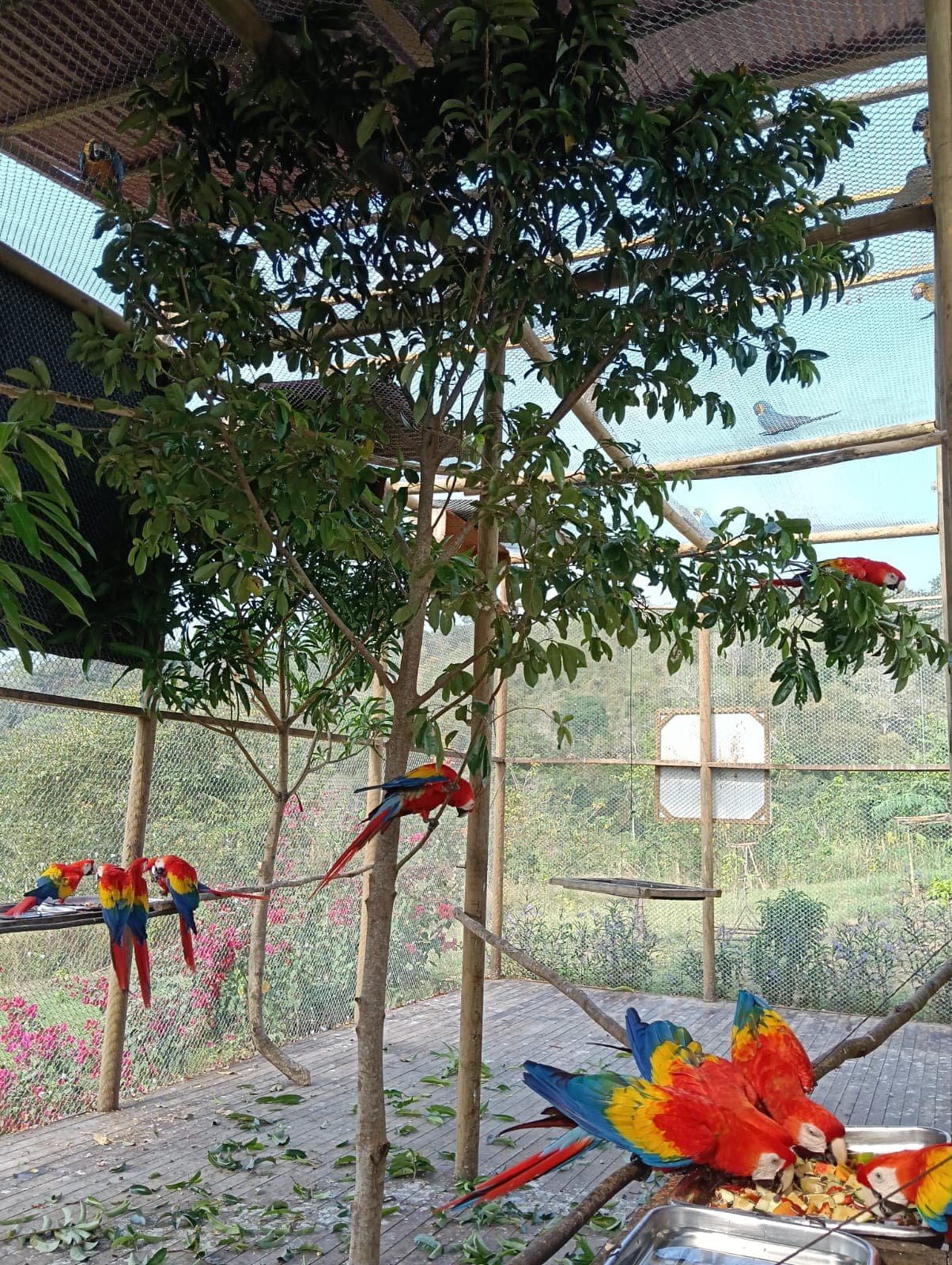 Guacamayas dans les ciruelos du voisinage · 7