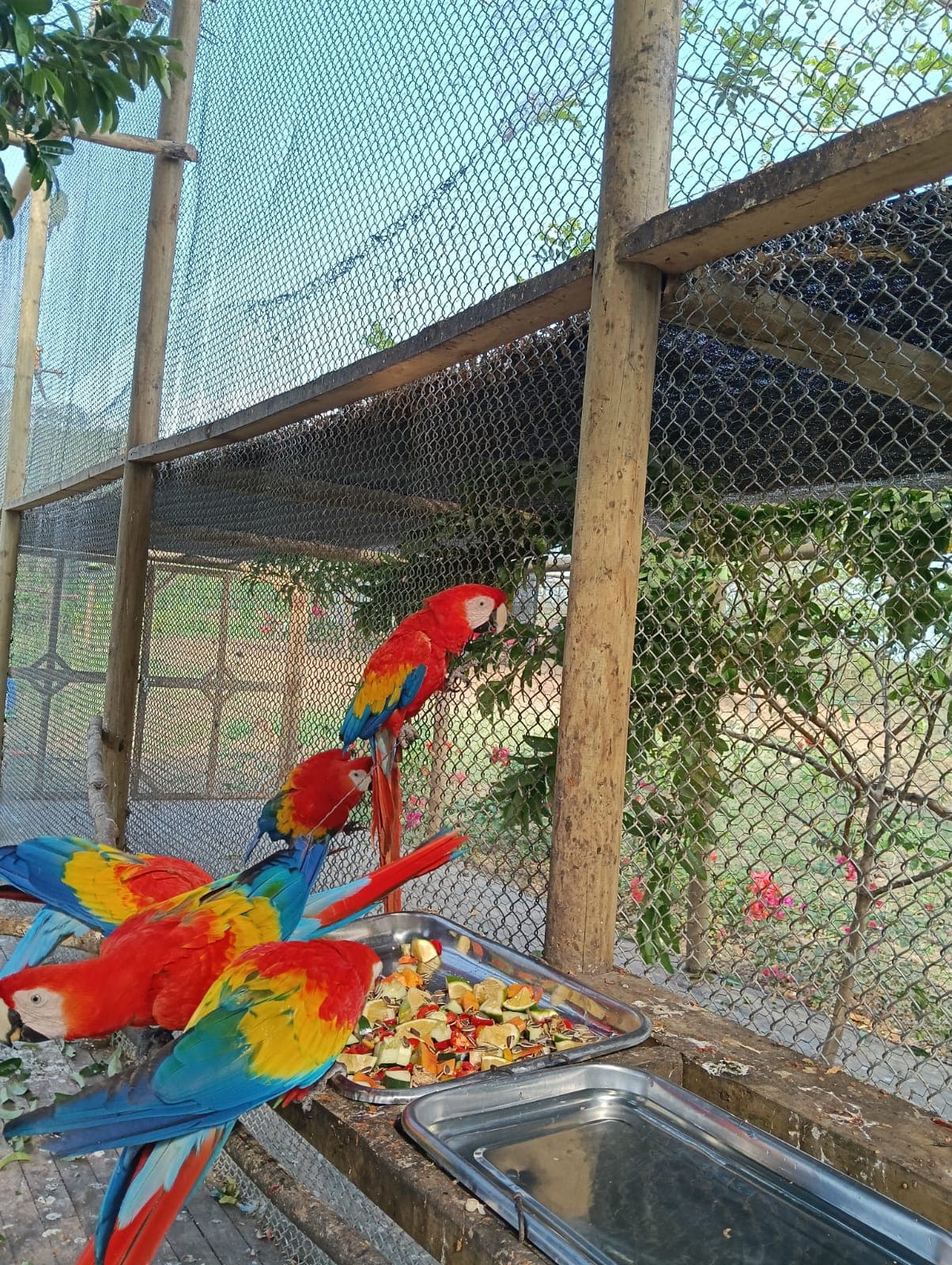 Guacamayas dans les ciruelos du voisinage · 8