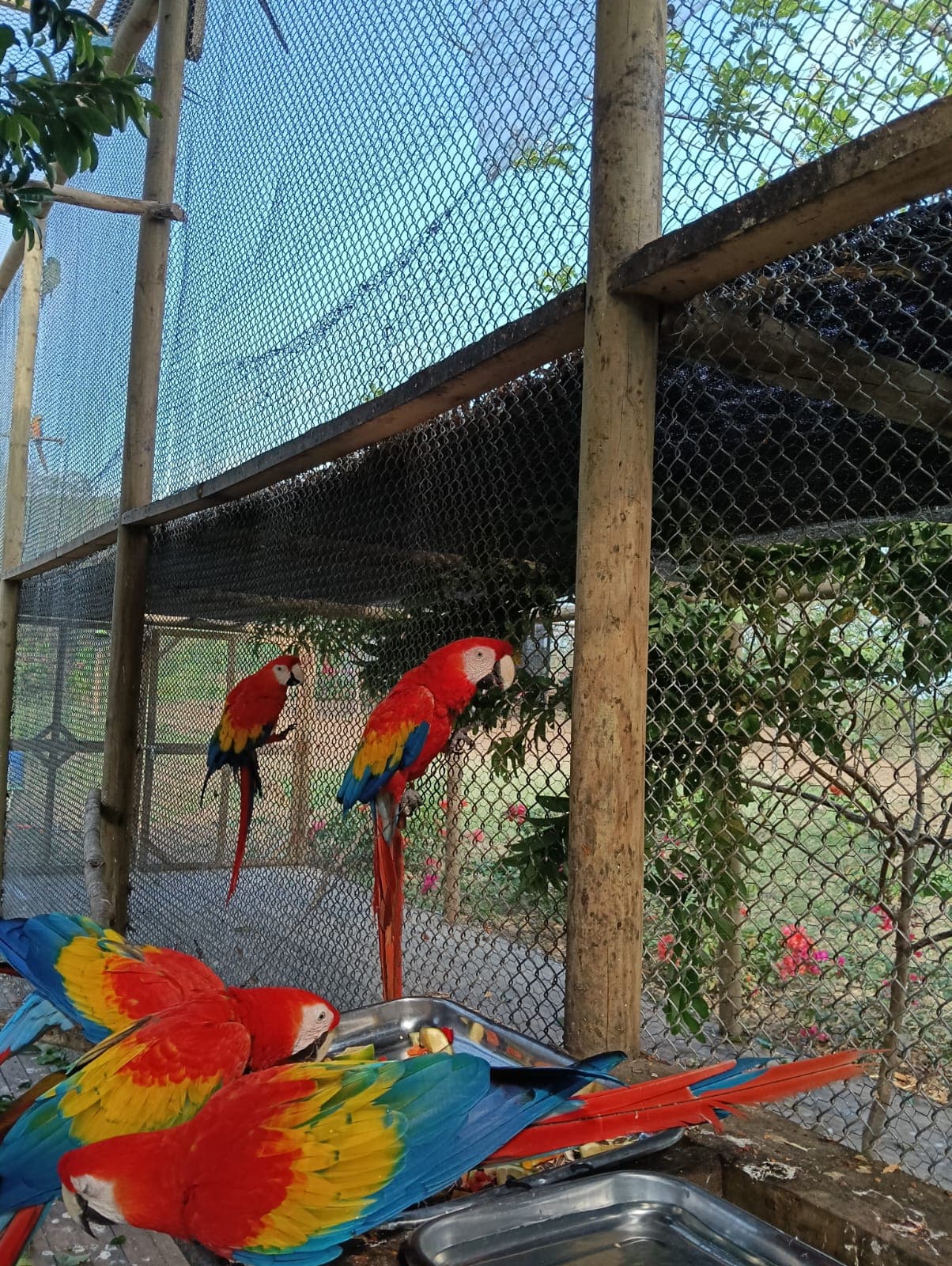 Guacamayas dans les ciruelos du voisinage · 9