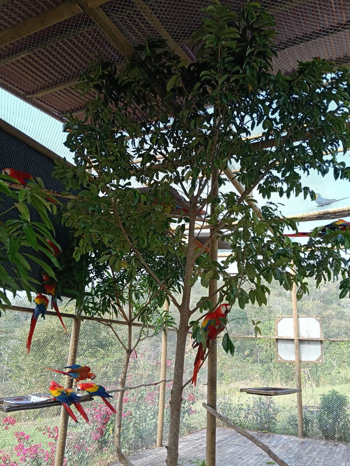 Guacamayas dans les ciruelos du voisinage · 10