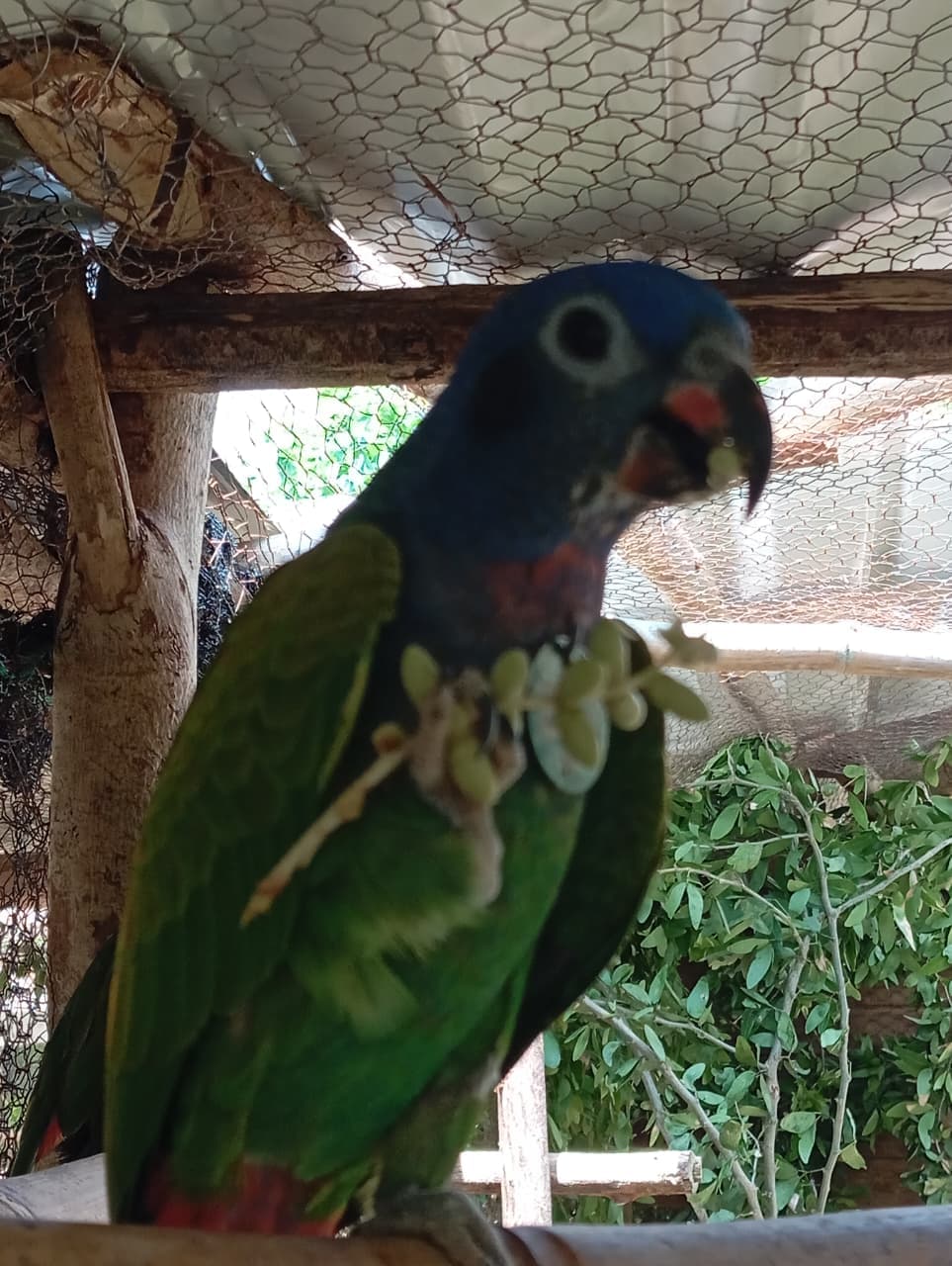 A Birthday Among Palms and Blue Feathers · 12