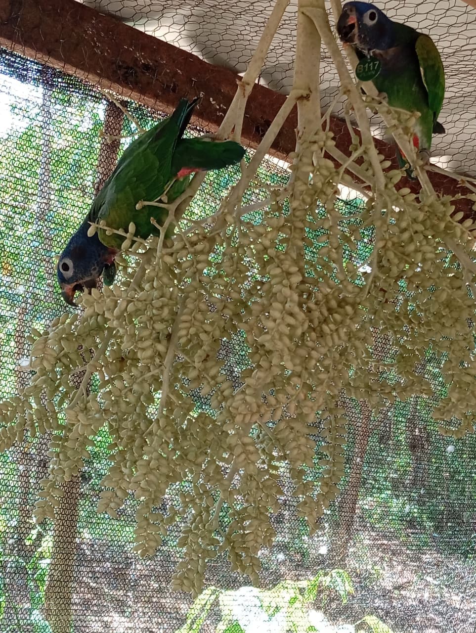 A Birthday Among Palms and Blue Feathers · 13