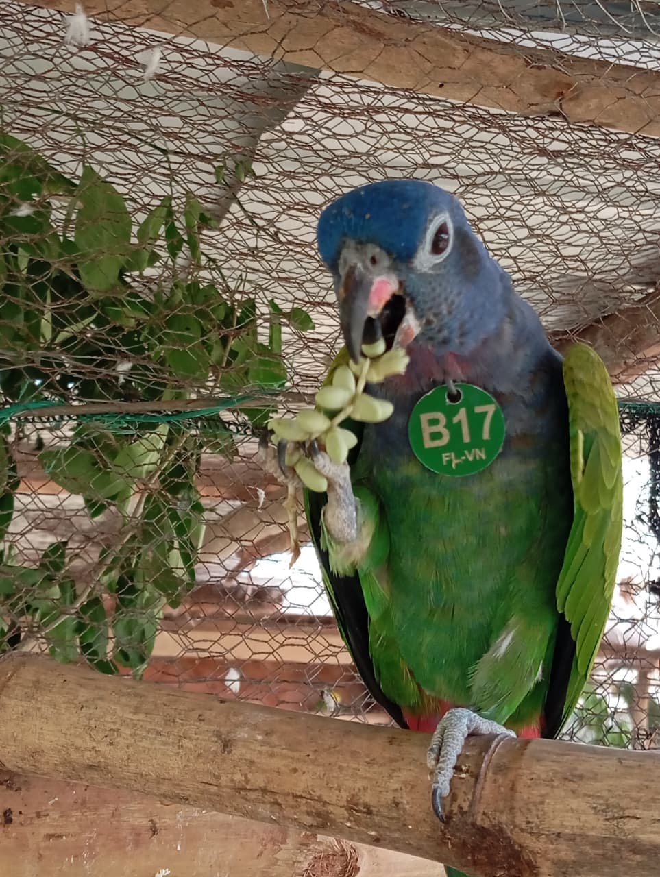 A Birthday Among Palms and Blue Feathers · 15