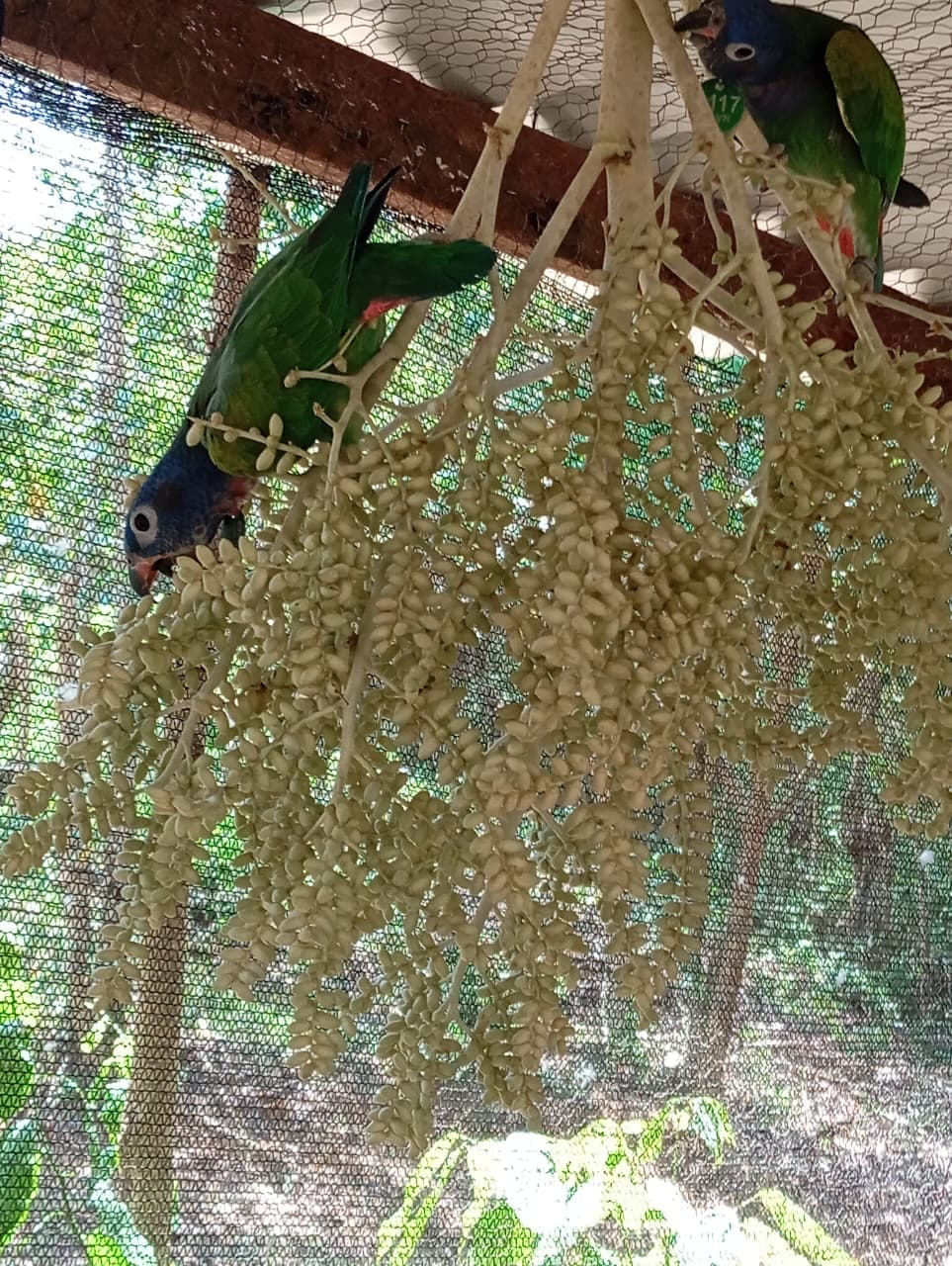 A Birthday Among Palms and Blue Feathers · 16