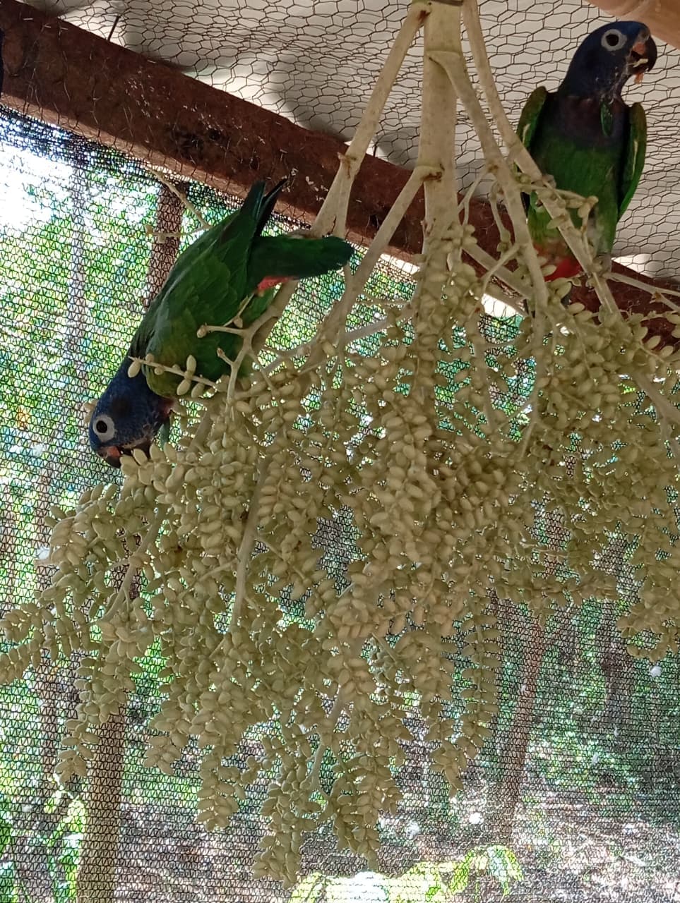 A Birthday Among Palms and Blue Feathers · 7