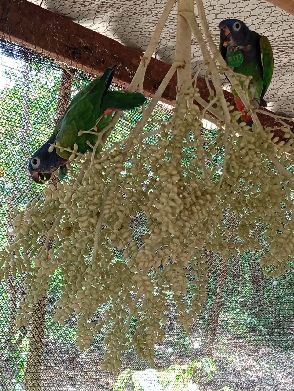 A Birthday Among Palms and Blue Feathers · 9