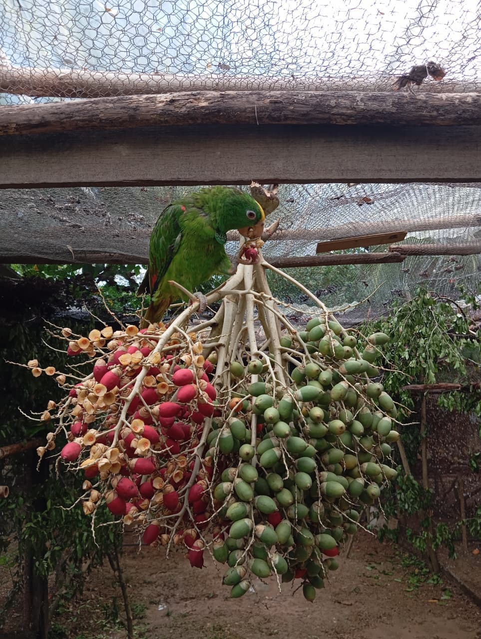 A Birthday Among Palms and Blue Feathers · 10