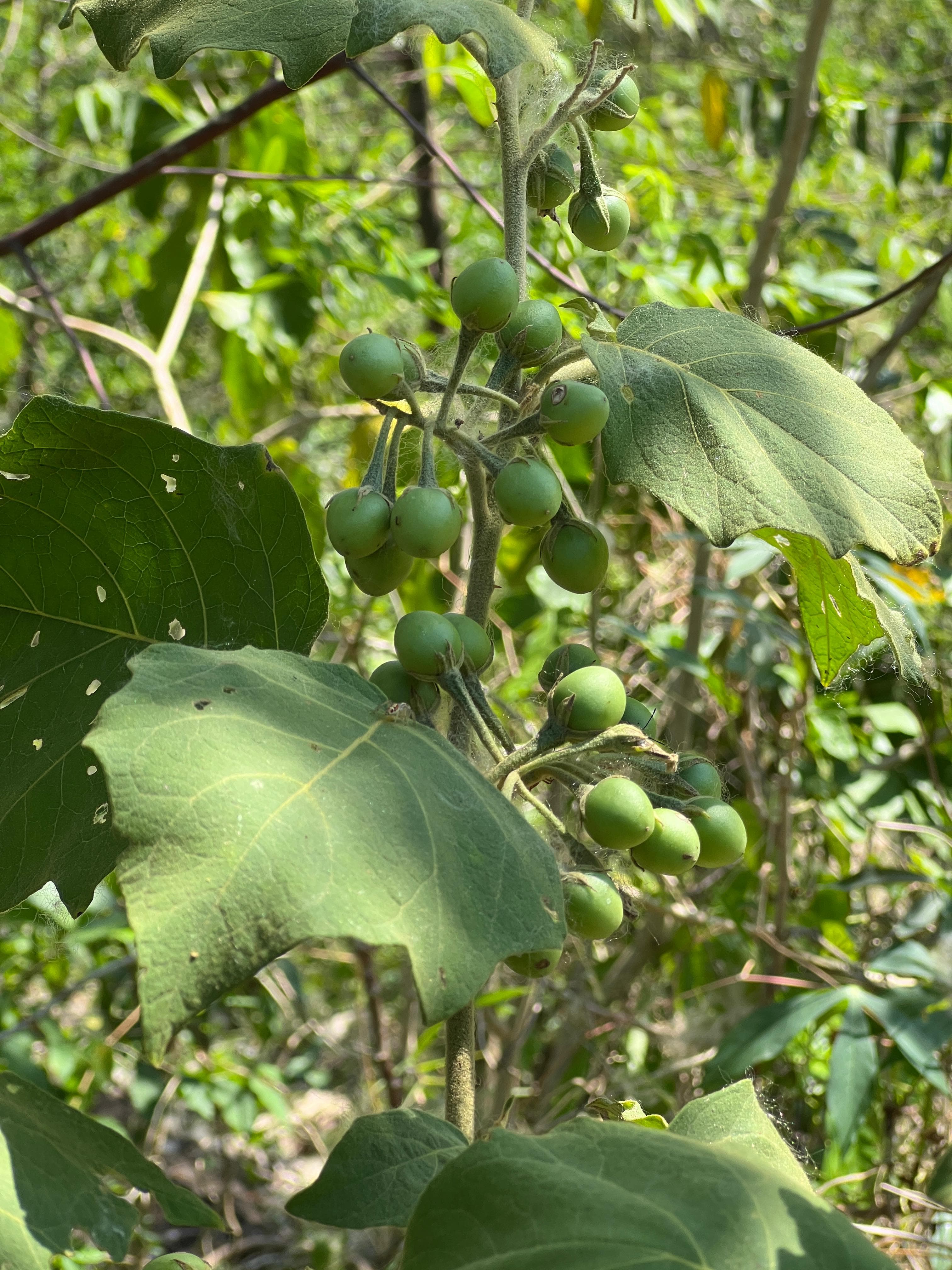 Due piante senza nome completo sulla Loma del Alcón