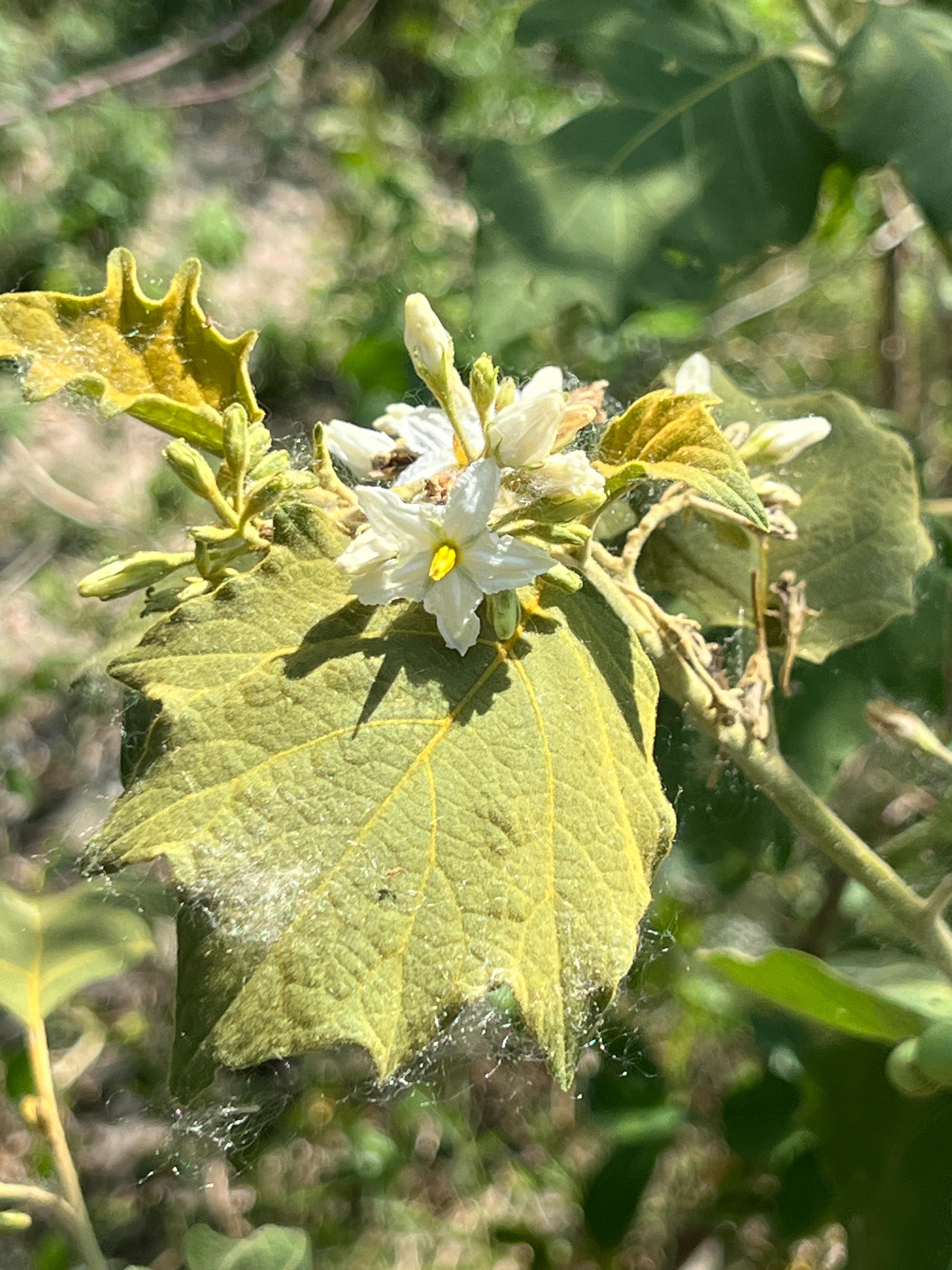 Due piante senza nome completo sulla Loma del Alcón · 2
