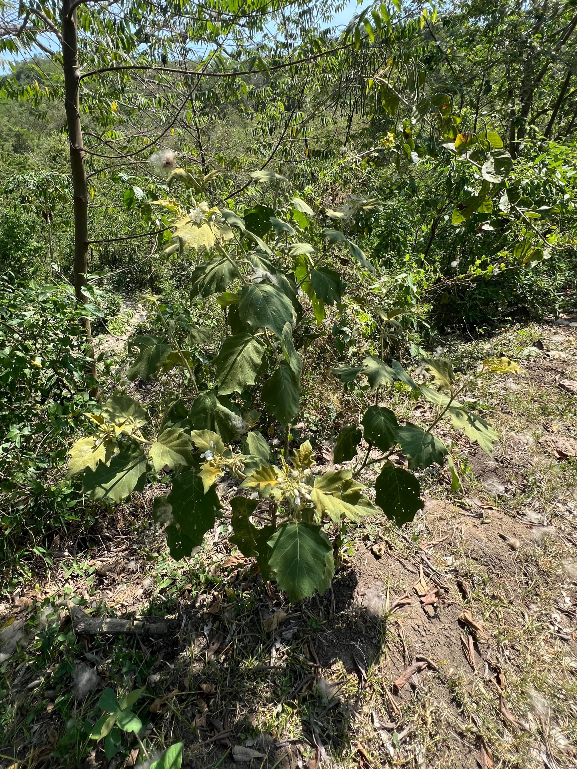 Due piante senza nome completo sulla Loma del Alcón · 3