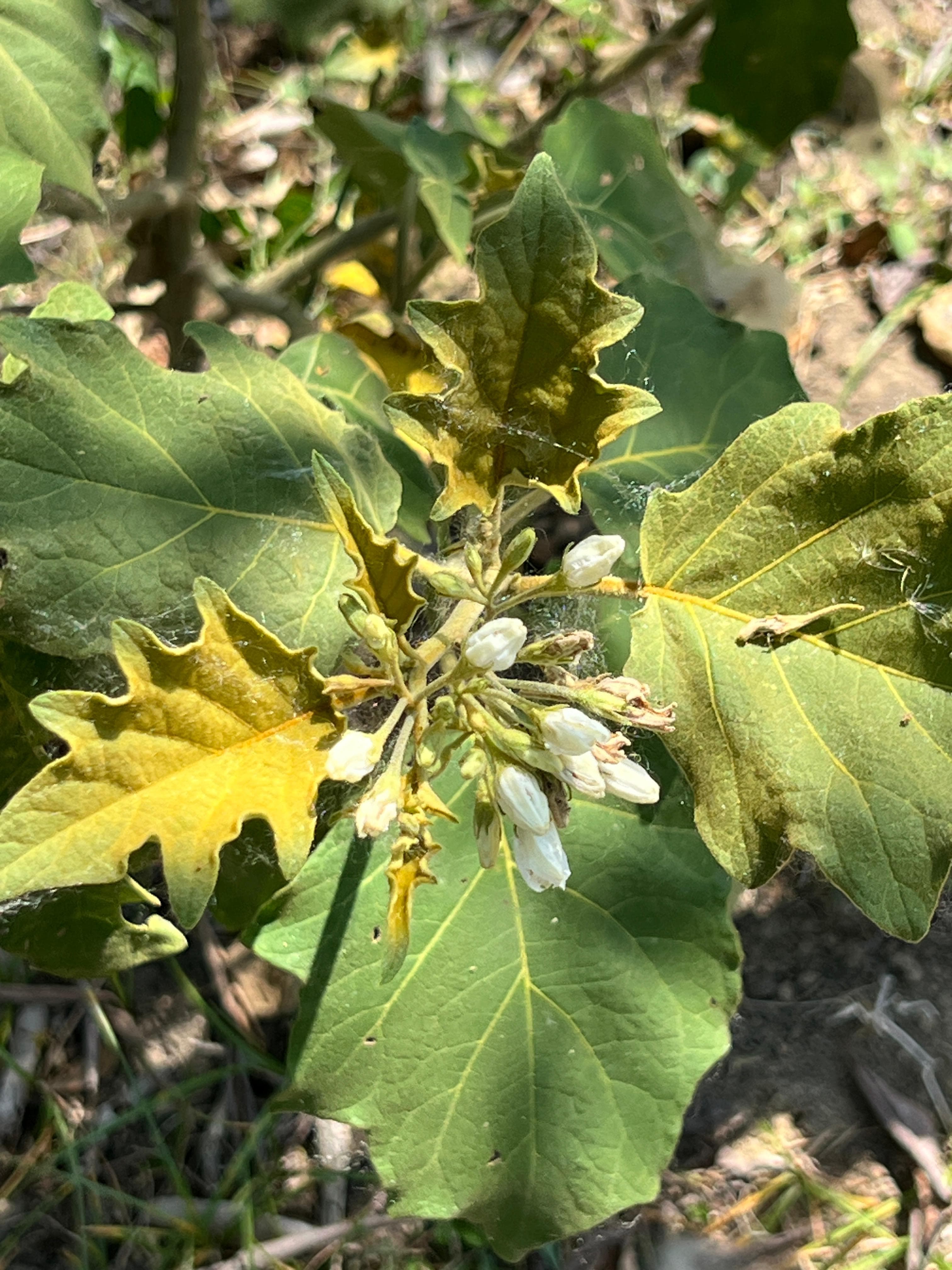 Due piante senza nome completo sulla Loma del Alcón · 4