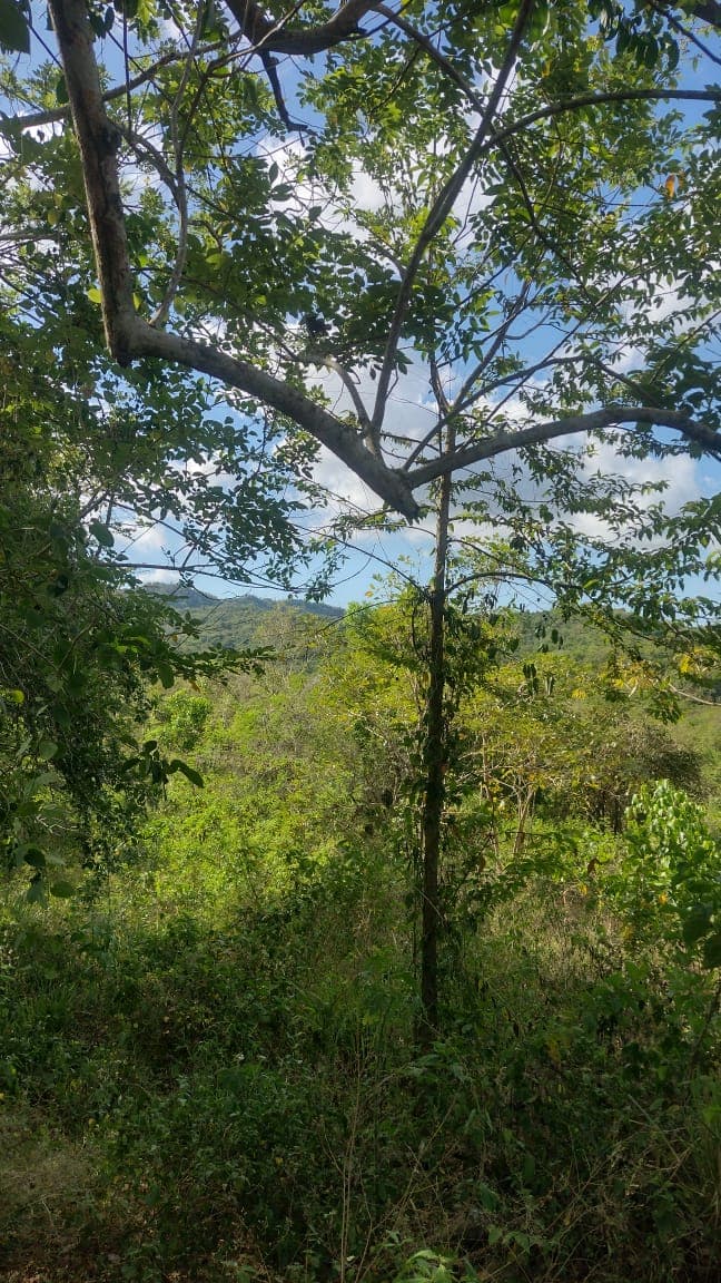 The Forest That Teaches Botany in Cartagena