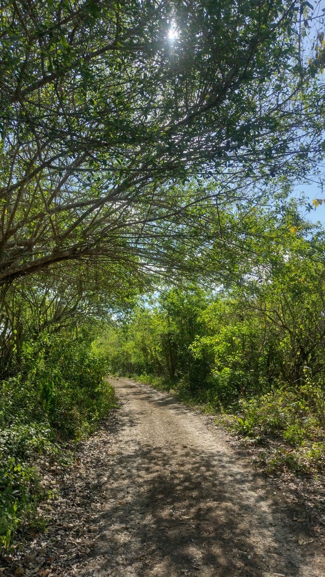 The Forest That Teaches Botany in Cartagena · 2
