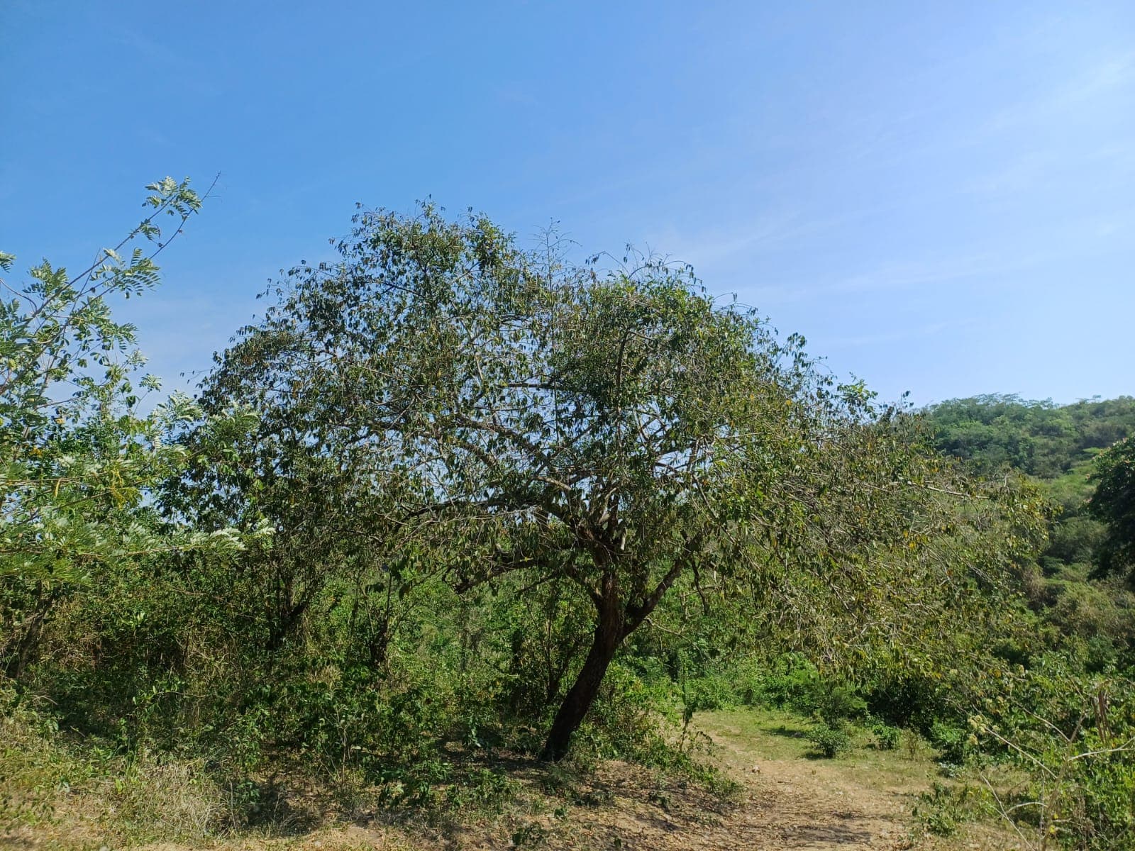 Le guácimo qui tient le sol aride