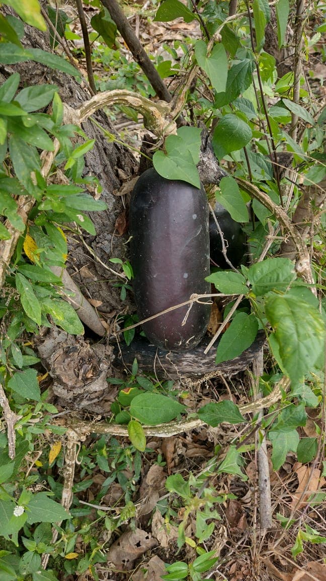 Dark Fruits in El Tamarindo