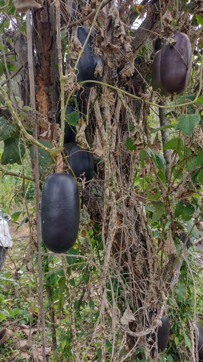 Dark Fruits in El Tamarindo · 2