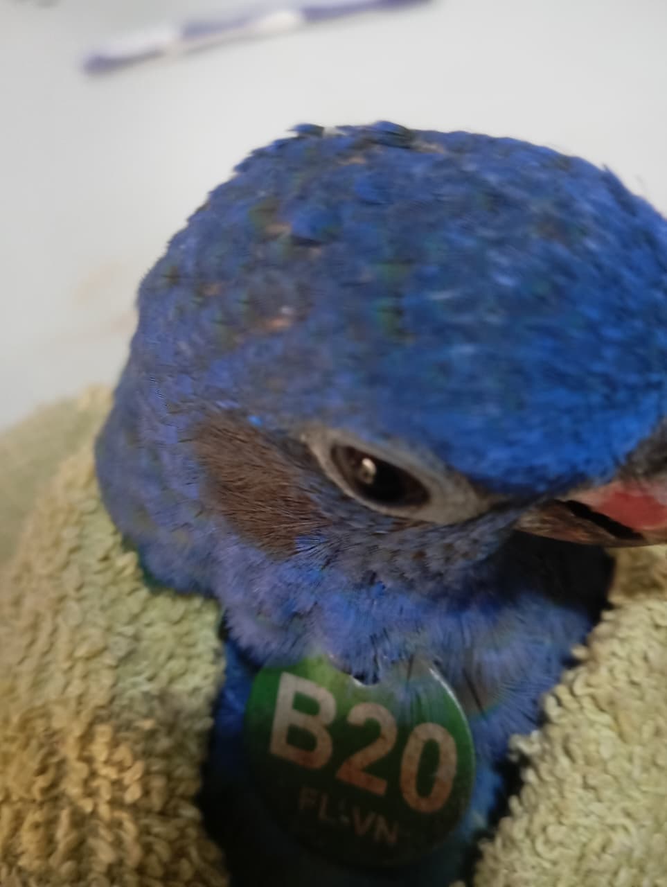 B20 Returns to the Cage for a While · 2