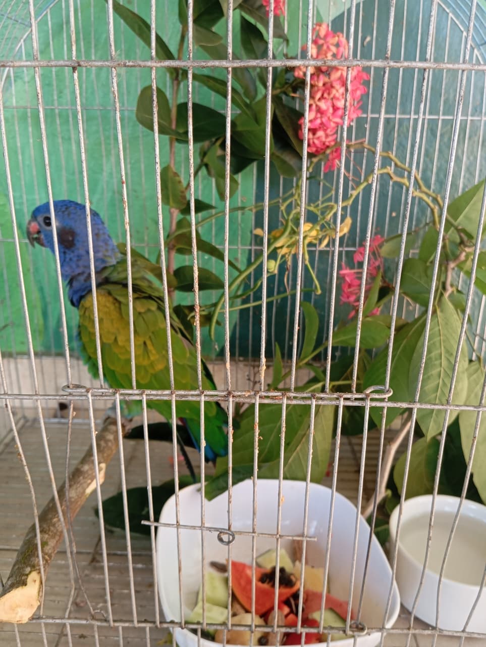 B20 Returns to the Cage for a While · 13