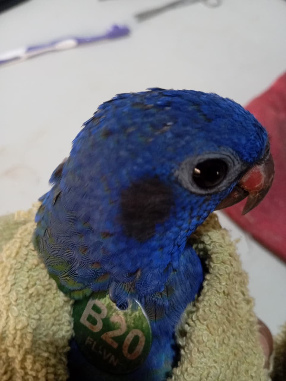 B20 Returns to the Cage for a While · 3