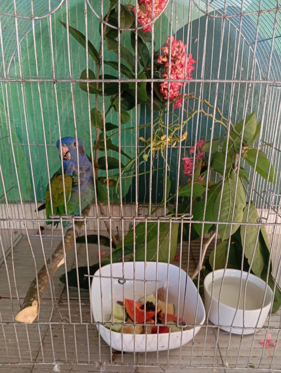 B20 Returns to the Cage for a While · 6