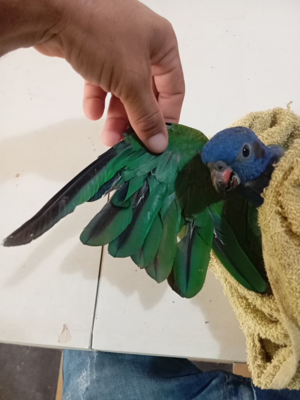 B20 Returns to the Cage for a While · 9