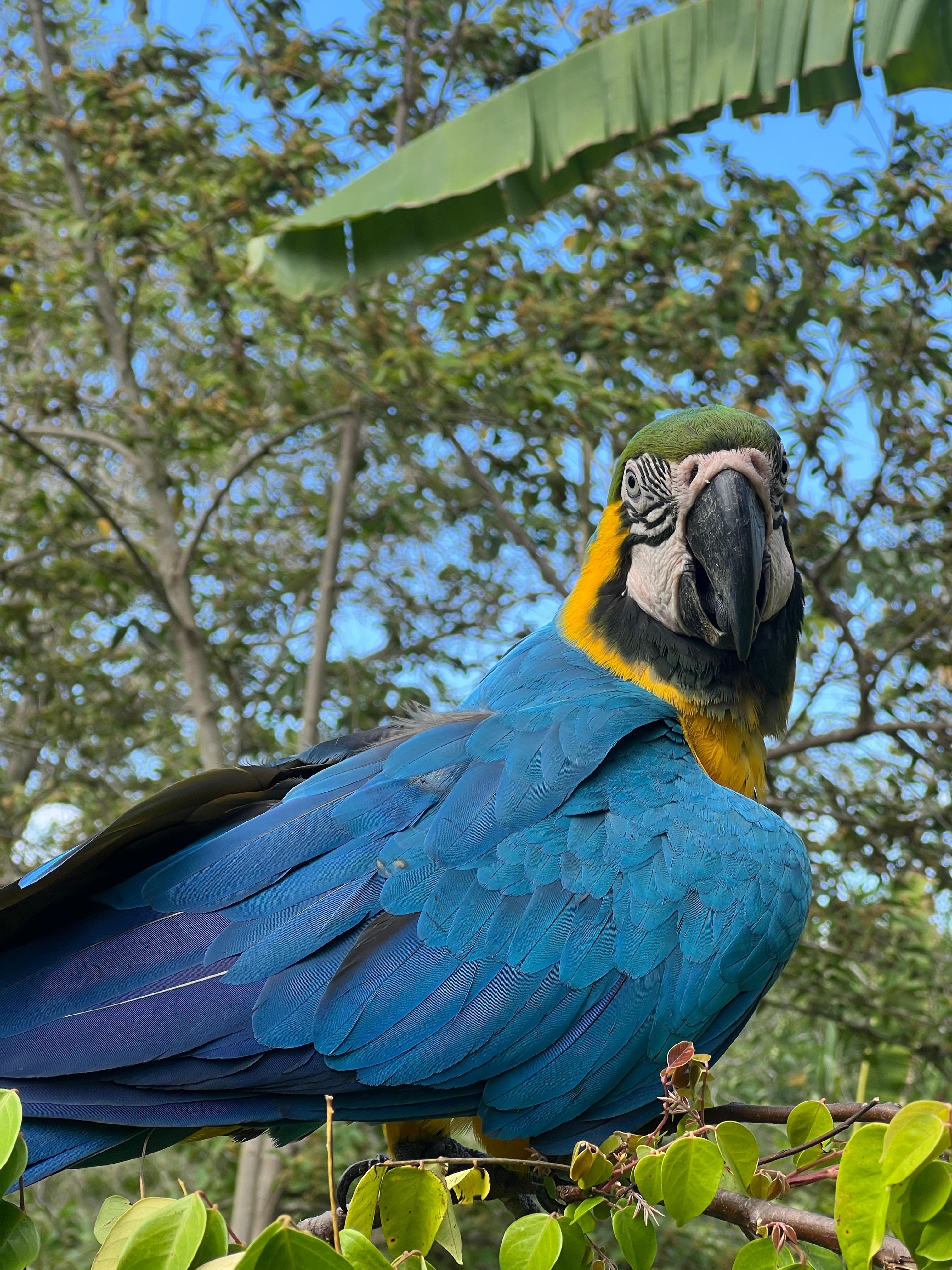 A lone macaw in the carambola tree · 2