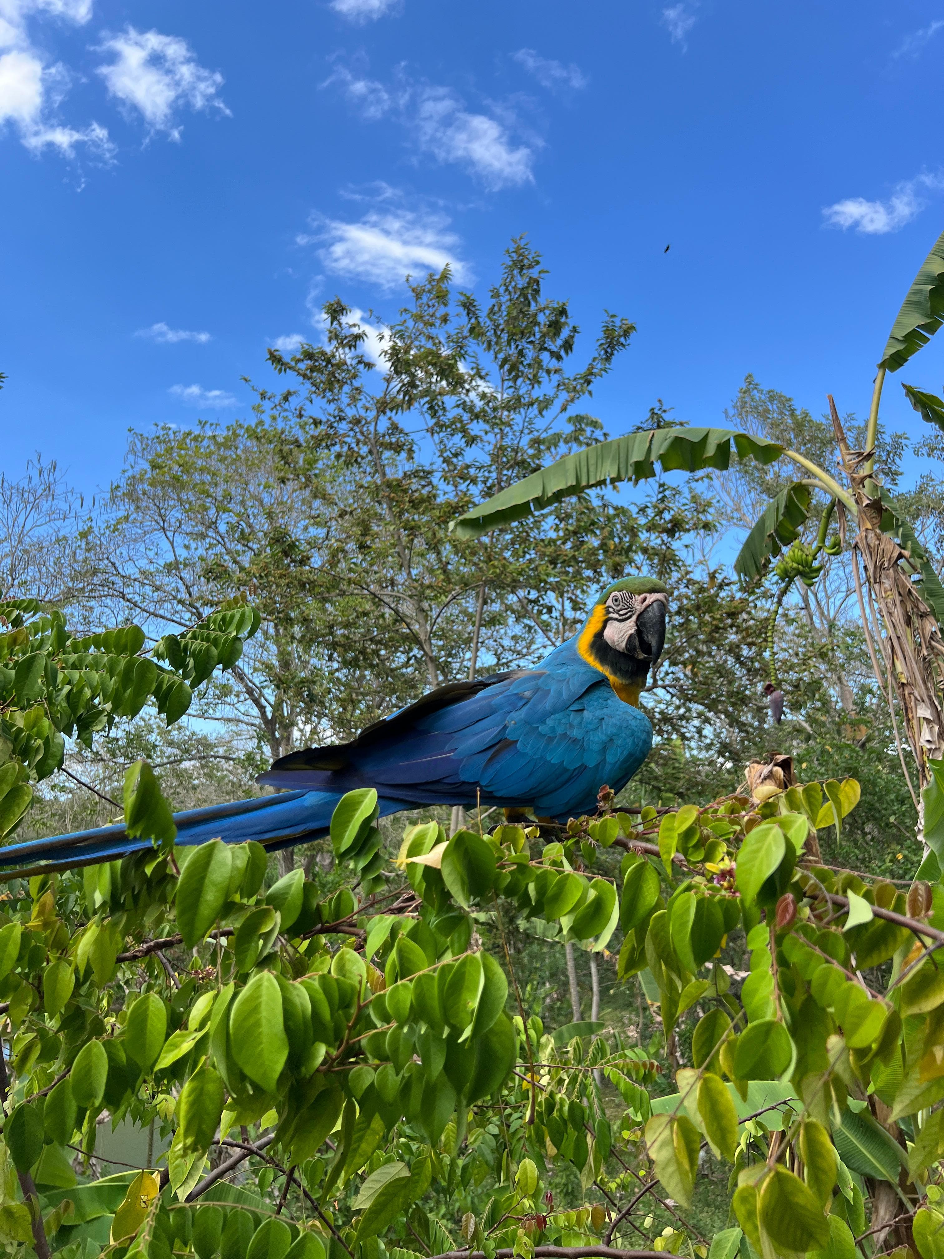 A lone macaw in the carambola tree · 3