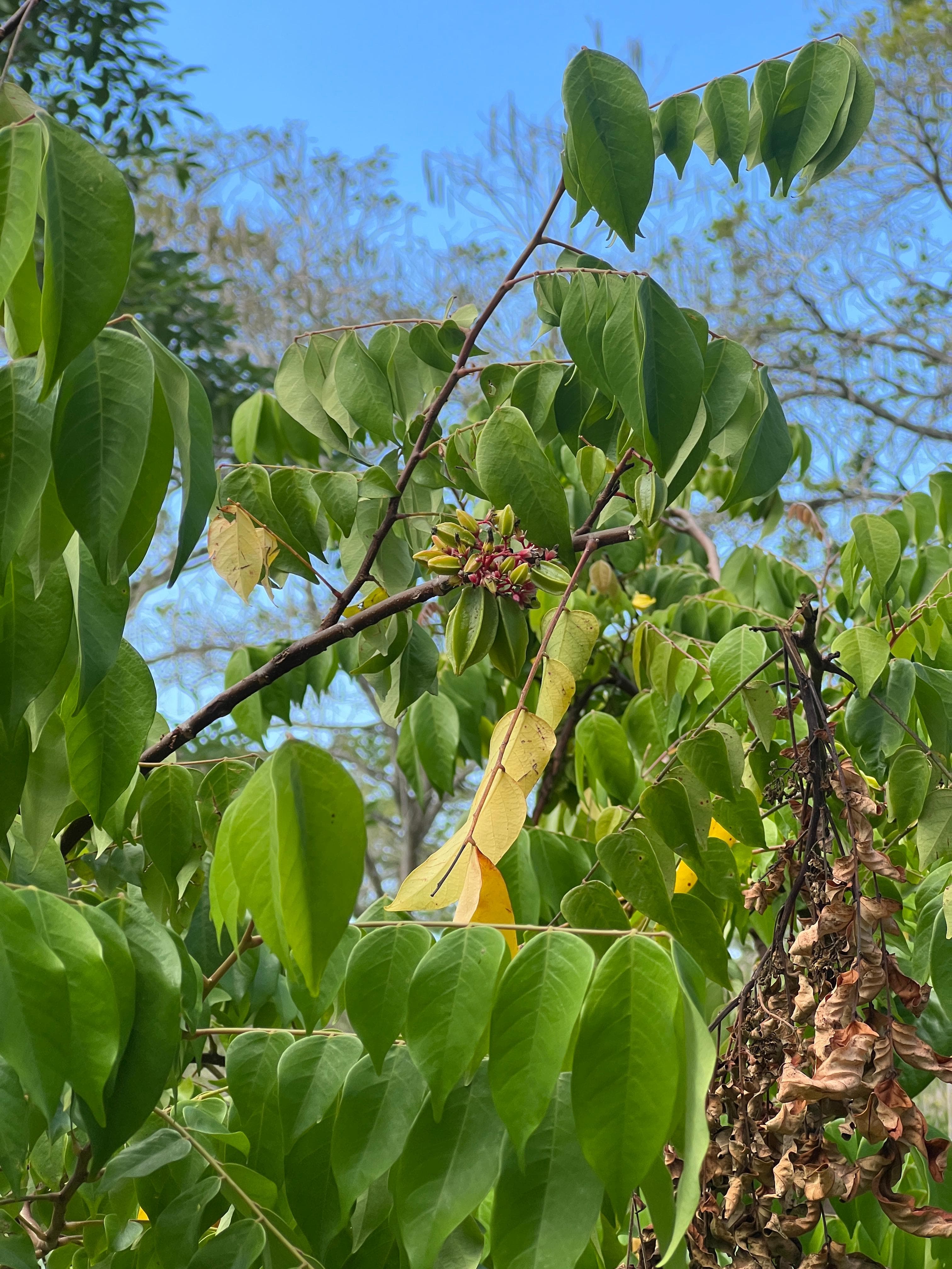 A lone macaw in the carambola tree · 4