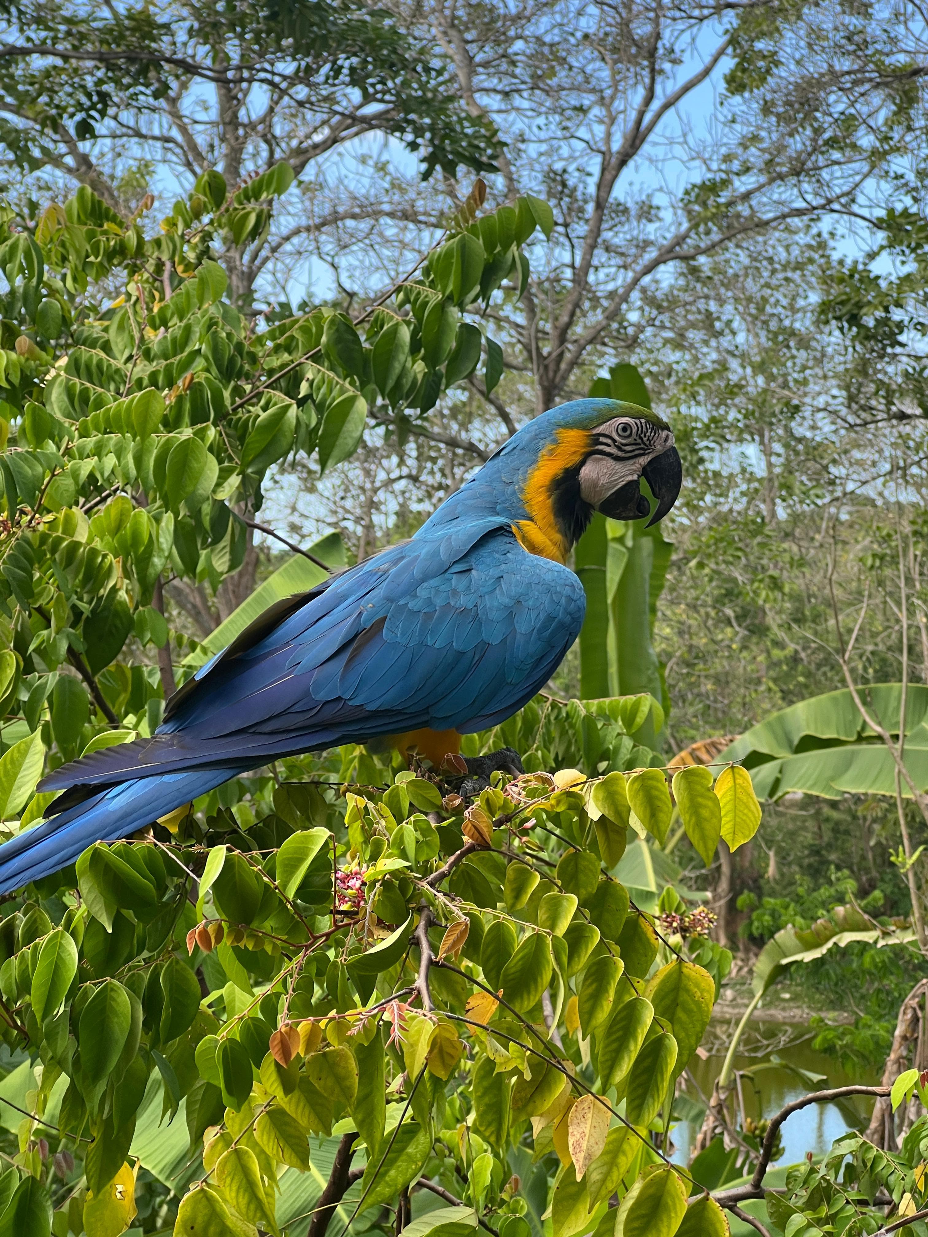 A lone macaw in the carambola tree · 5
