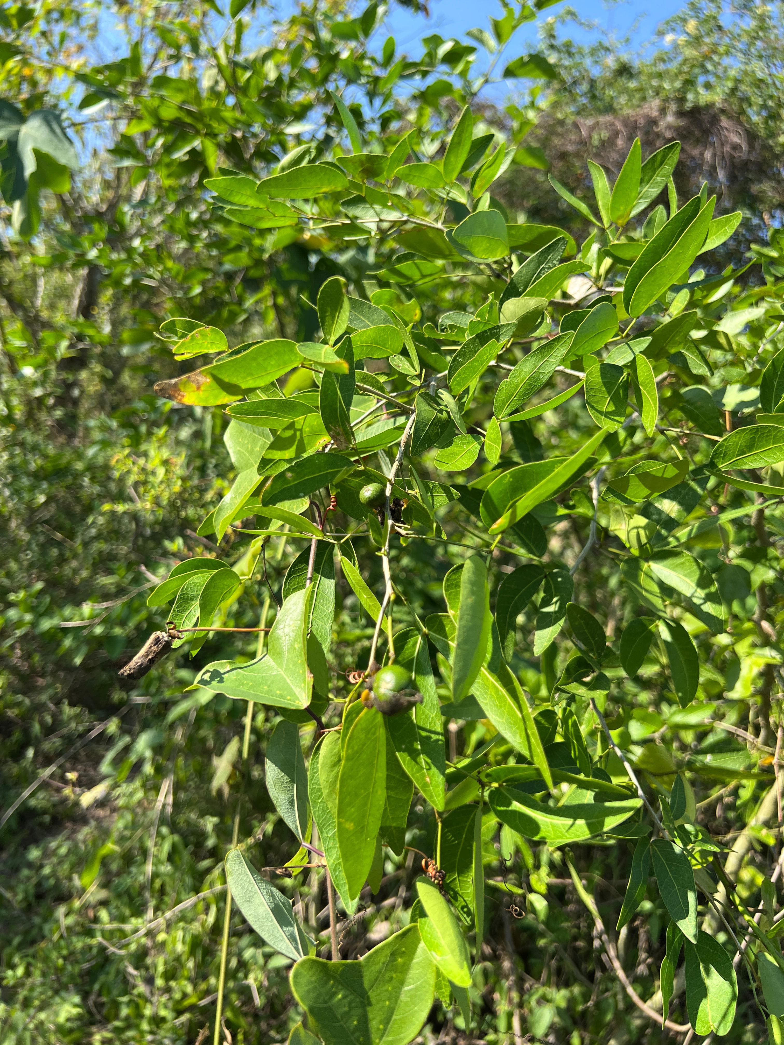 The Passiflora That Found Its Ladder
