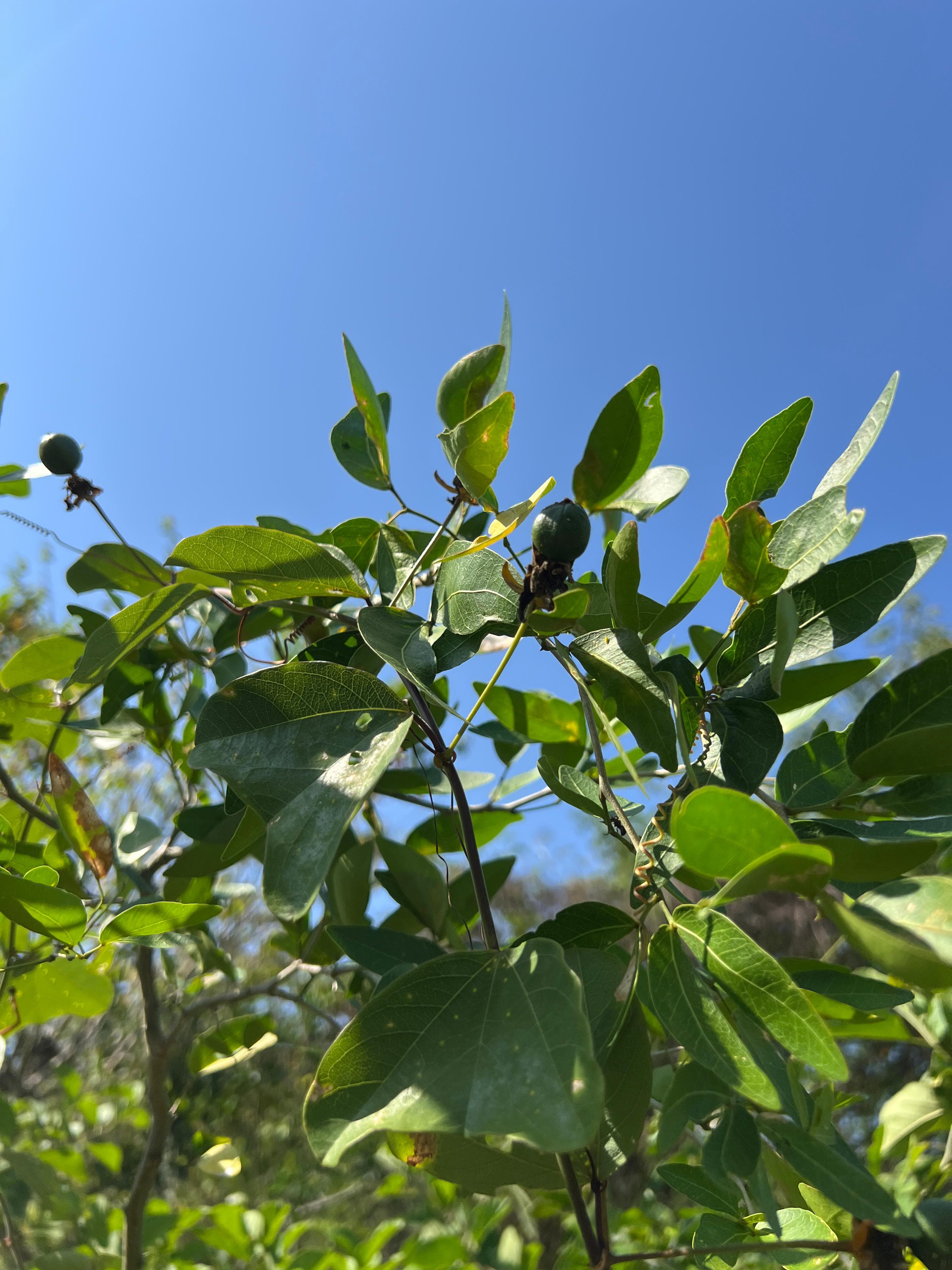 The Passiflora That Found Its Ladder · 2