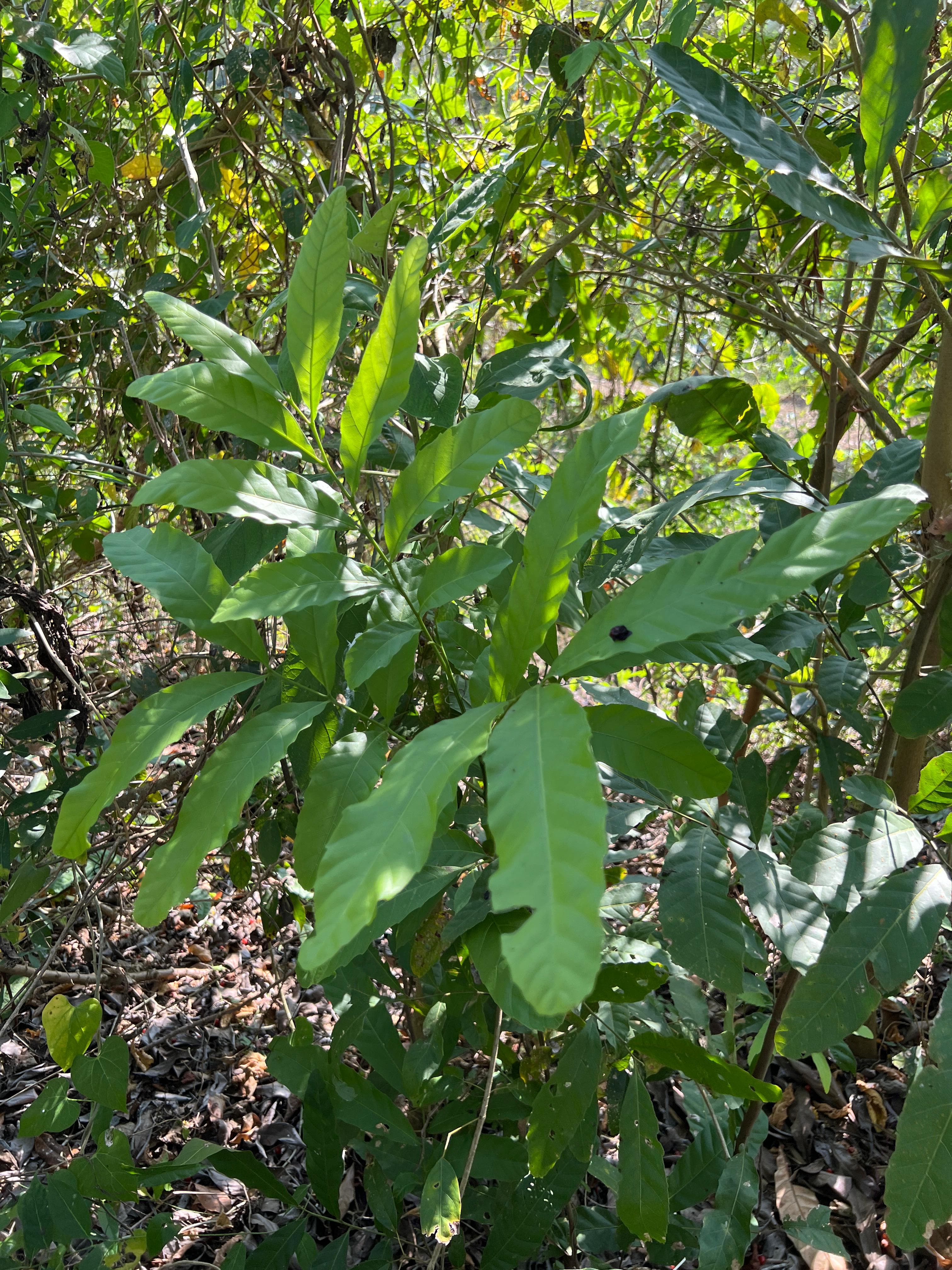 Il Culo de Indio che nutre la foresta