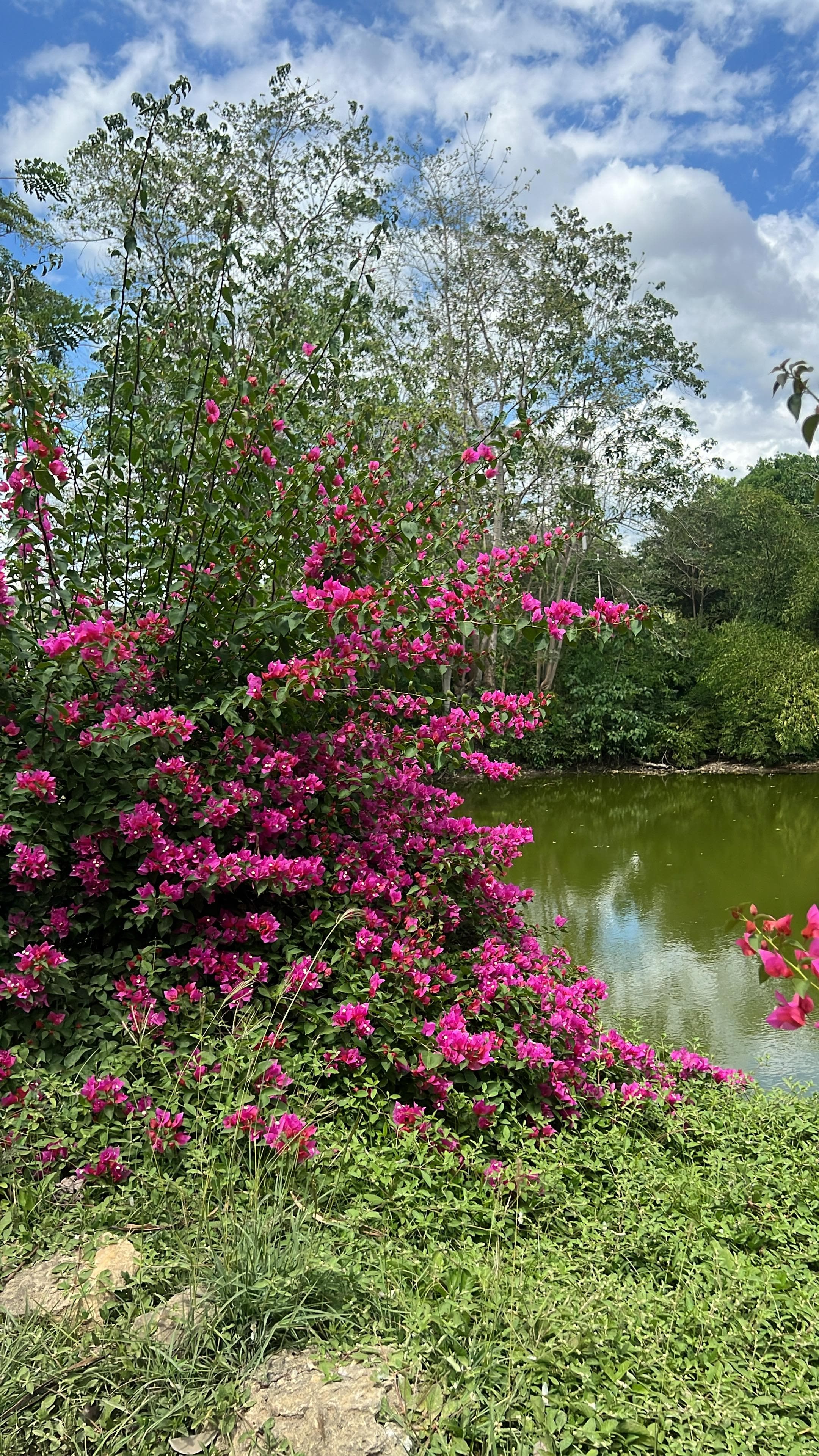 Two Colors Planted at the Water's Edge · 2