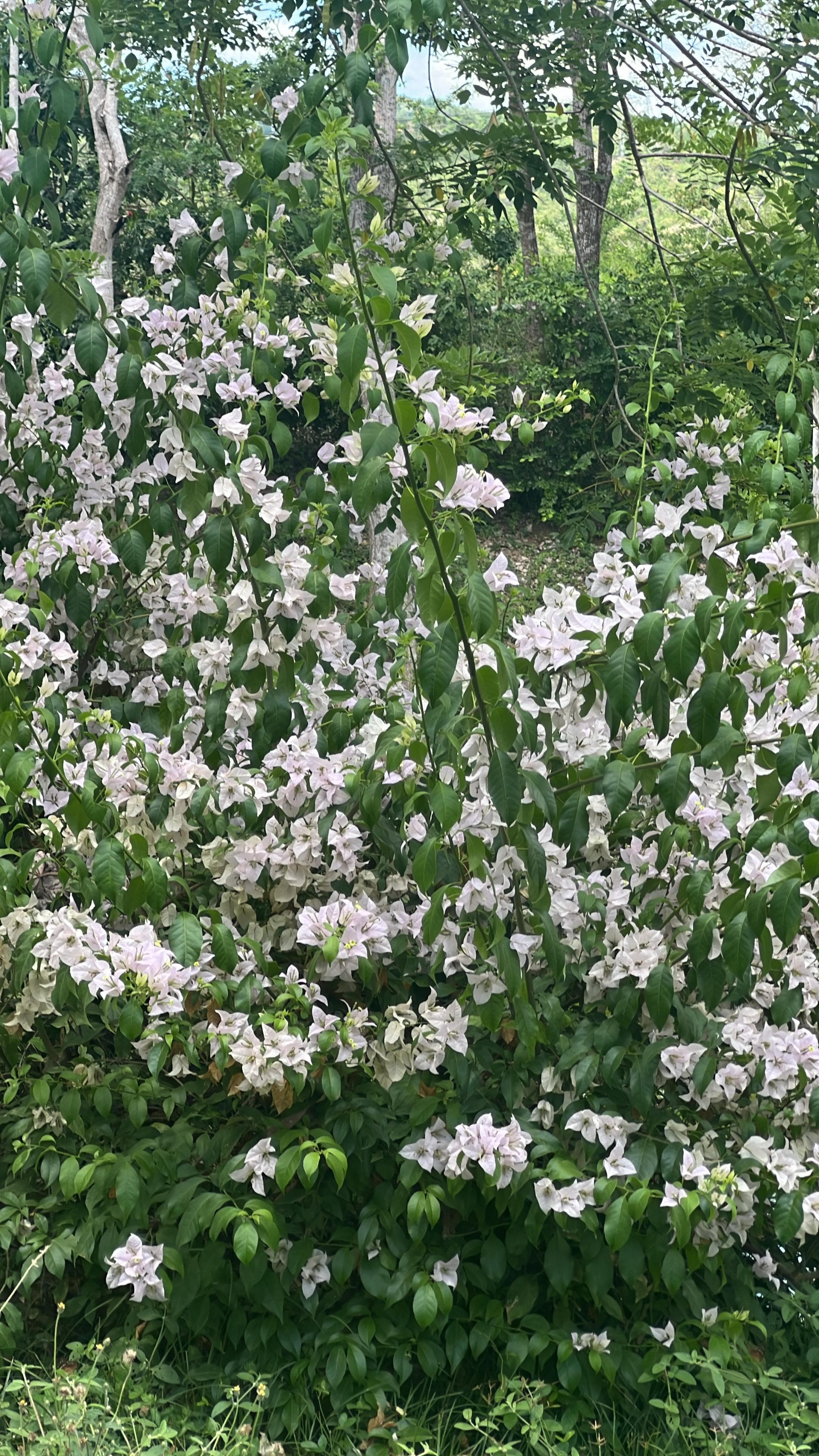 Two Colors Planted at the Water's Edge · 3