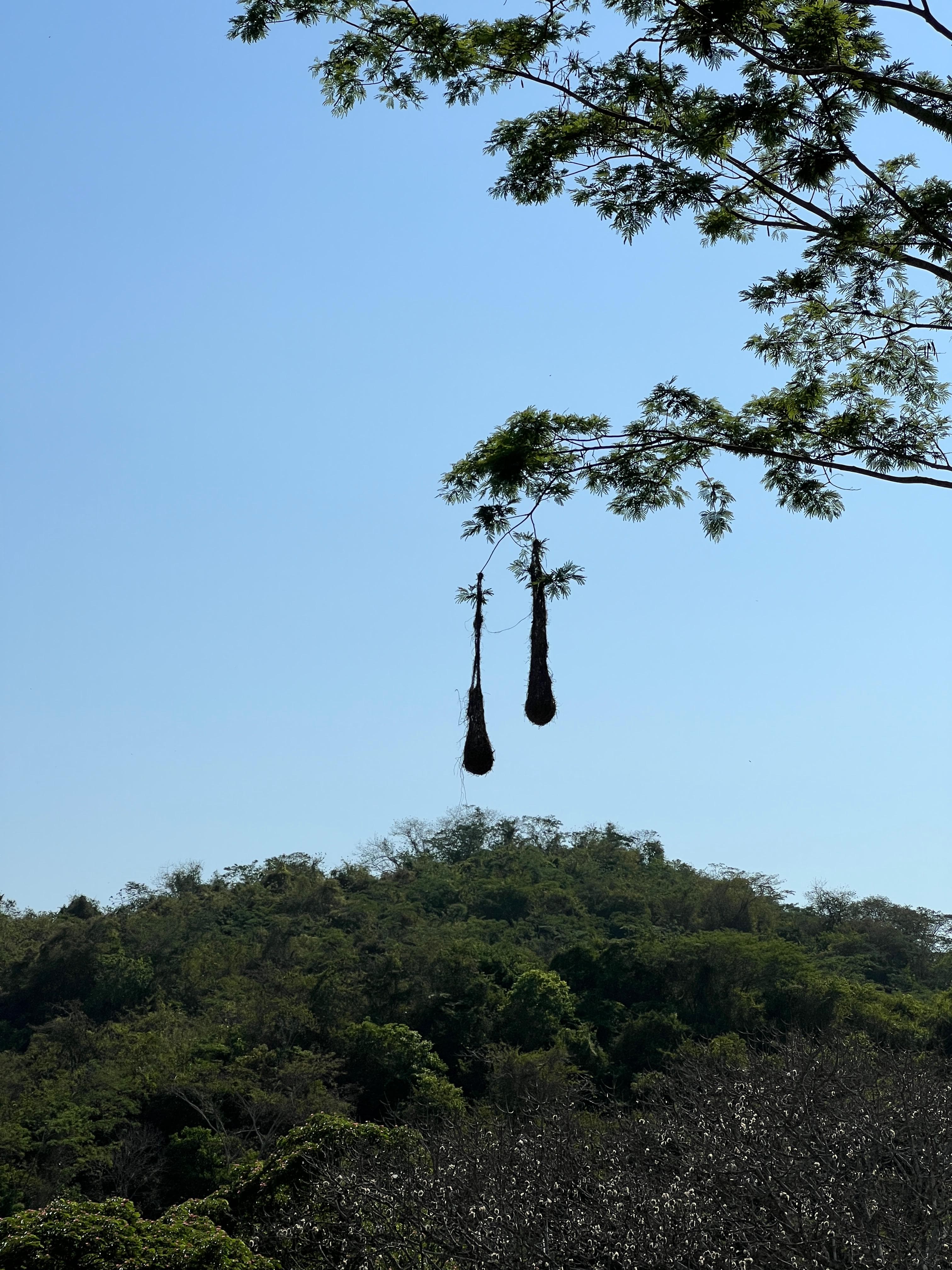 Two Nests Beneath the Macaw's Nest · 2