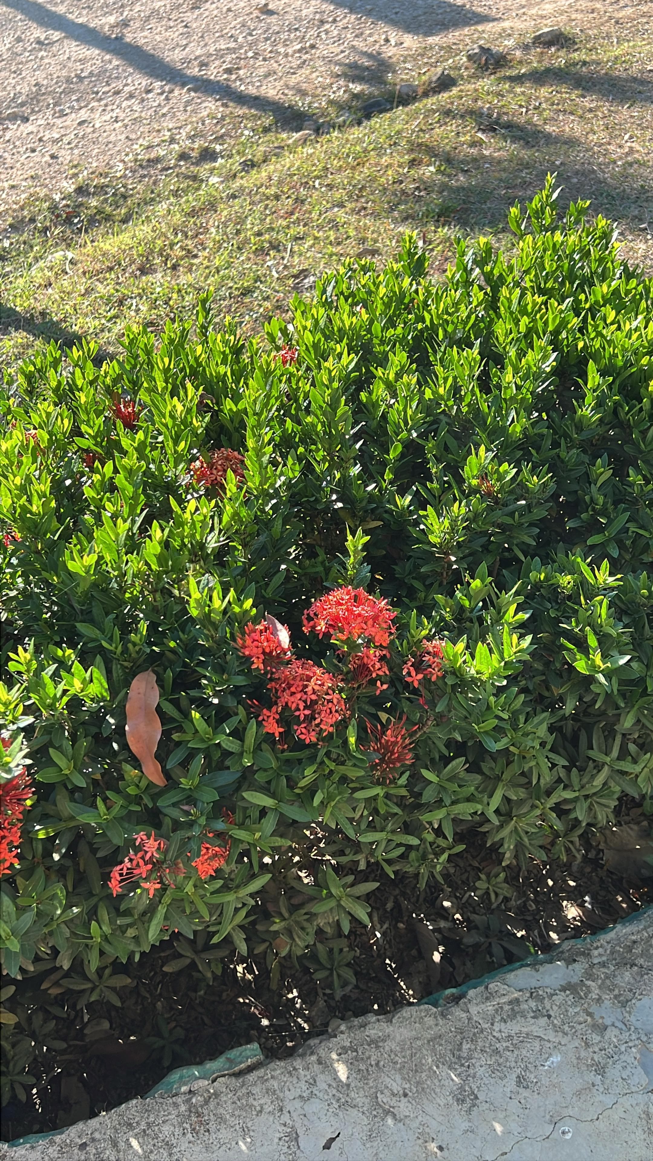 The Uvito That Flowers and Fruits at the Same Time