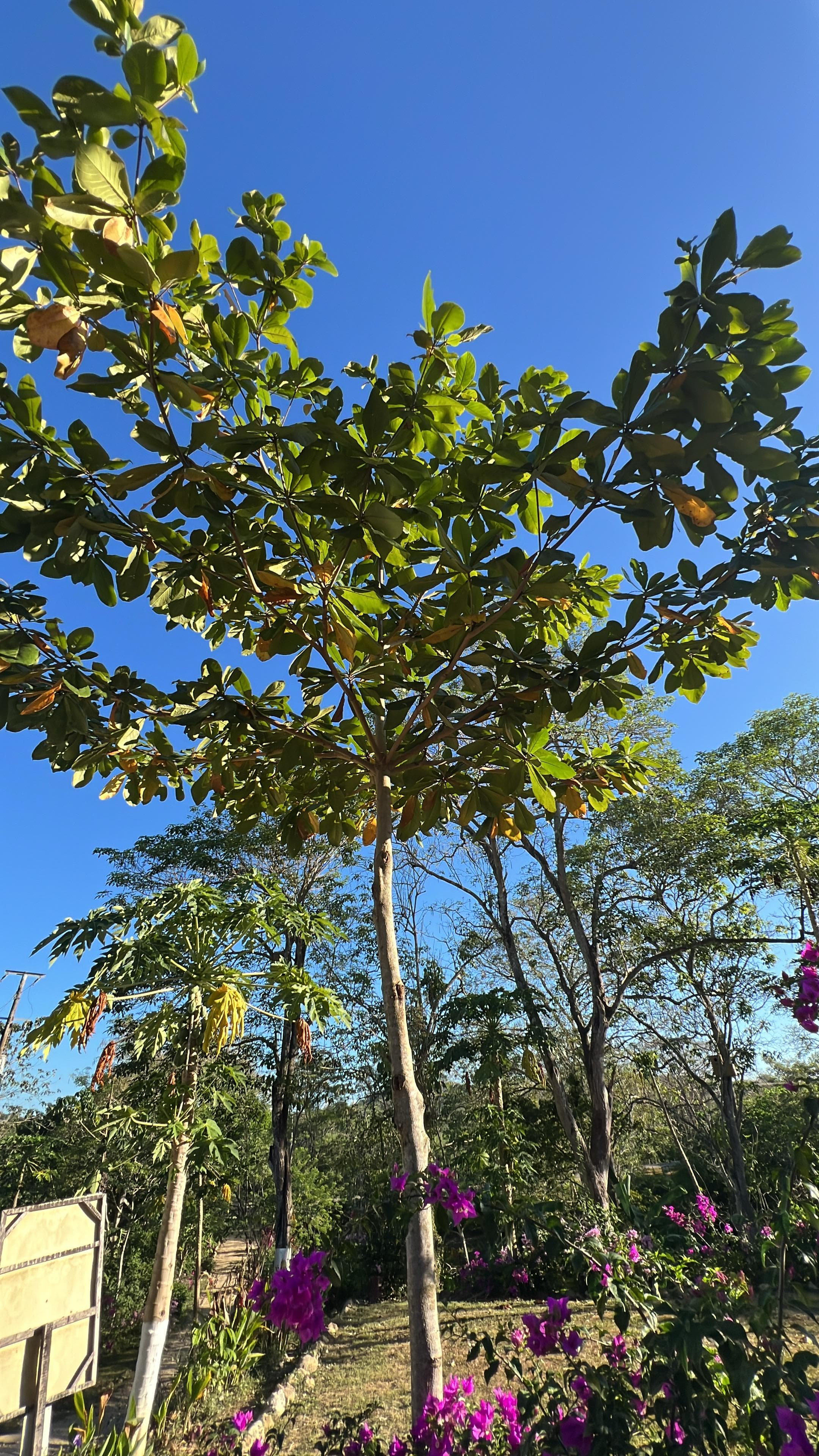 The Uvito That Flowers and Fruits at the Same Time · 2
