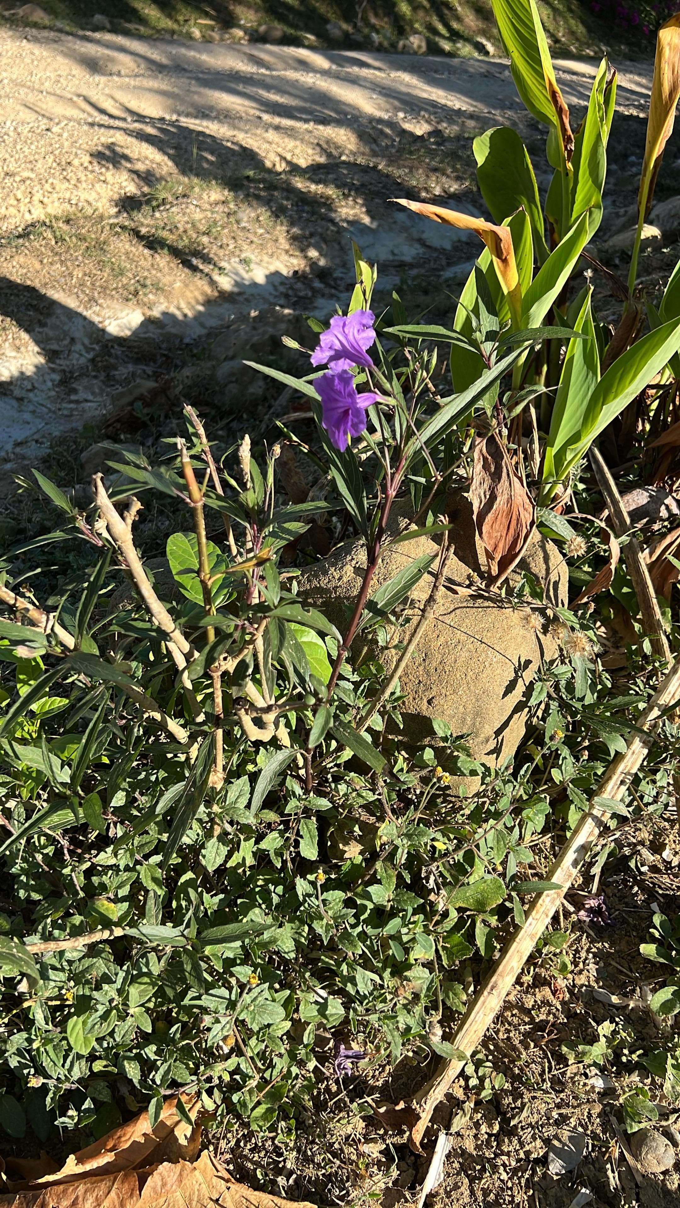 The Uvito That Flowers and Fruits at the Same Time · 3