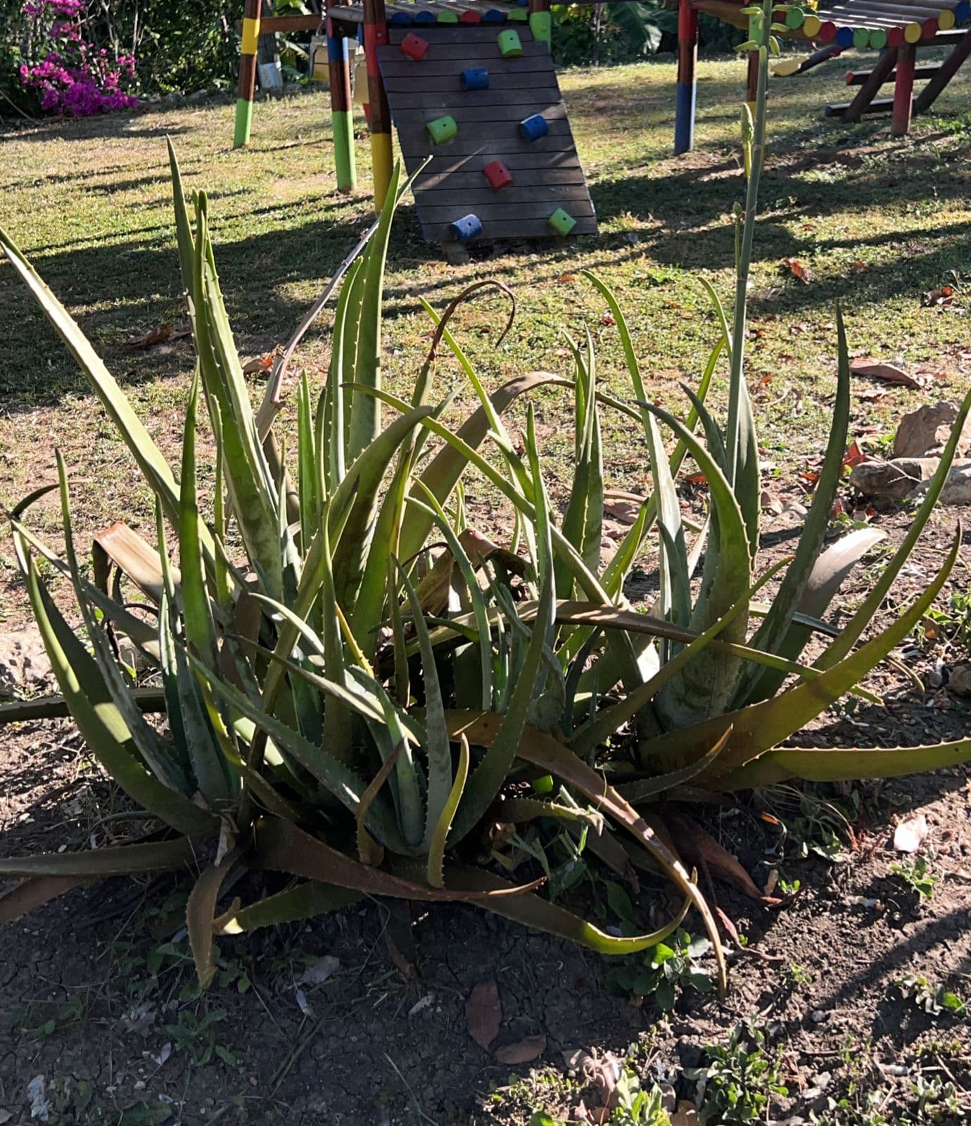The Uvito That Flowers and Fruits at the Same Time · 4