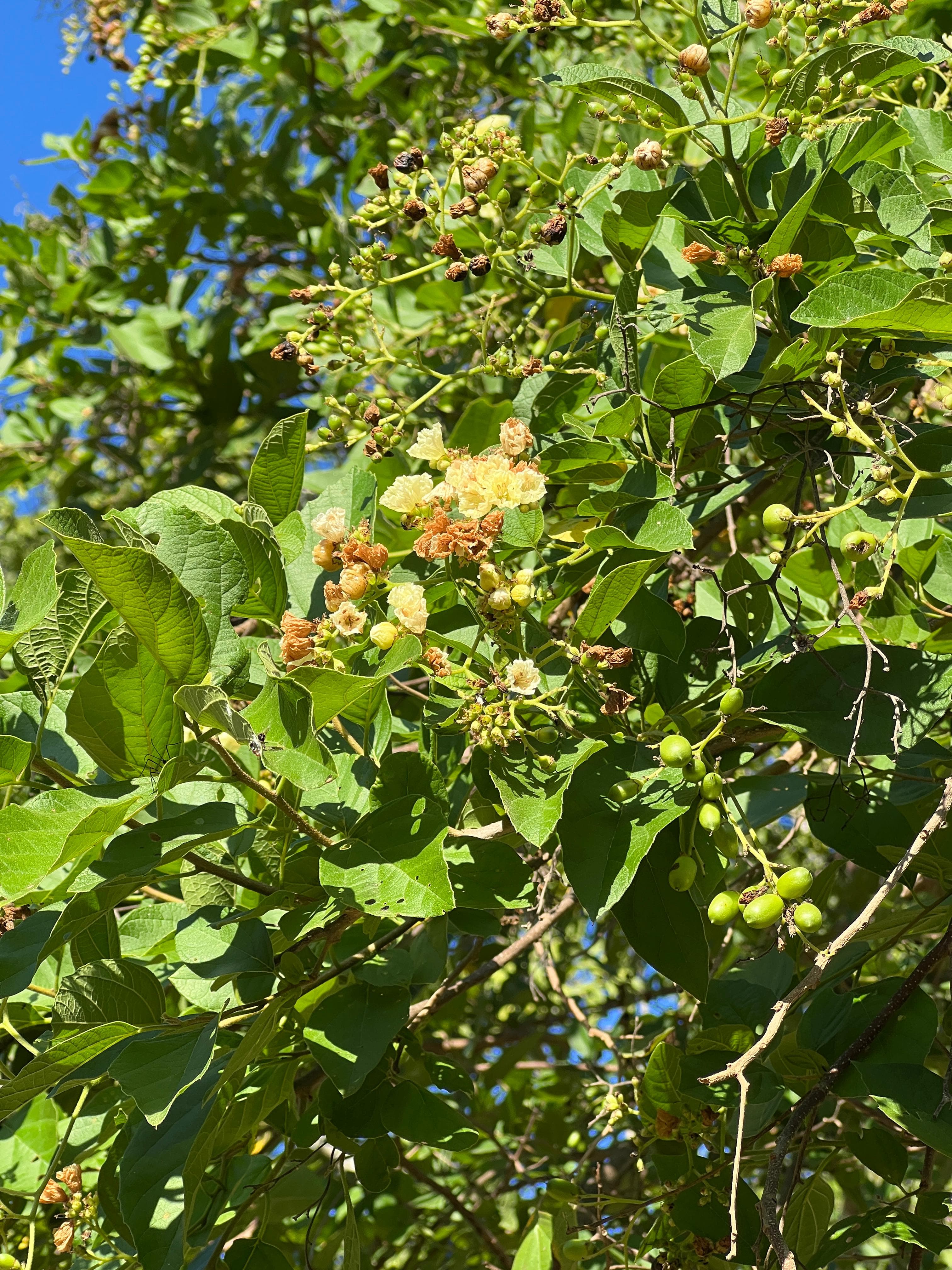 The Uvito That Flowers and Fruits at the Same Time · 6
