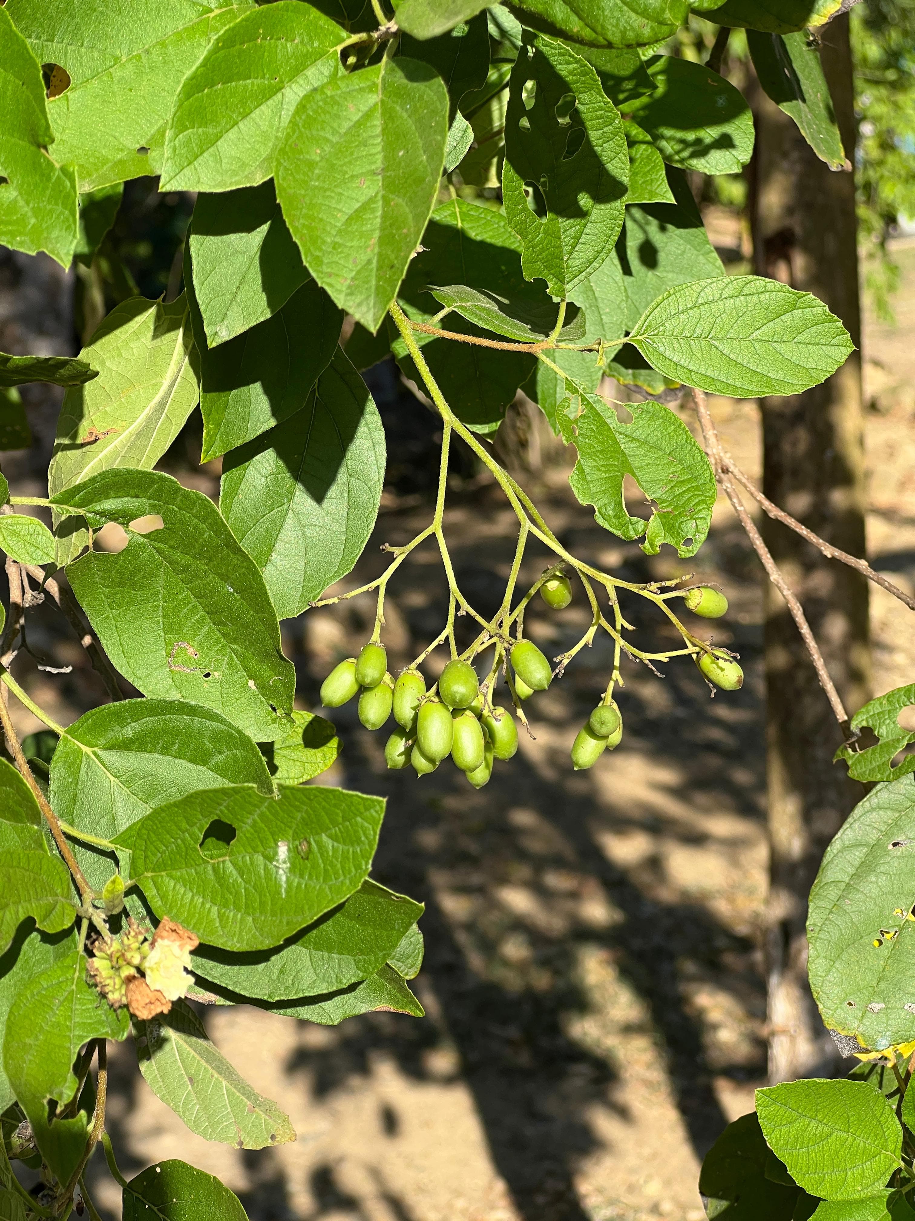 The Uvito That Flowers and Fruits at the Same Time · 7