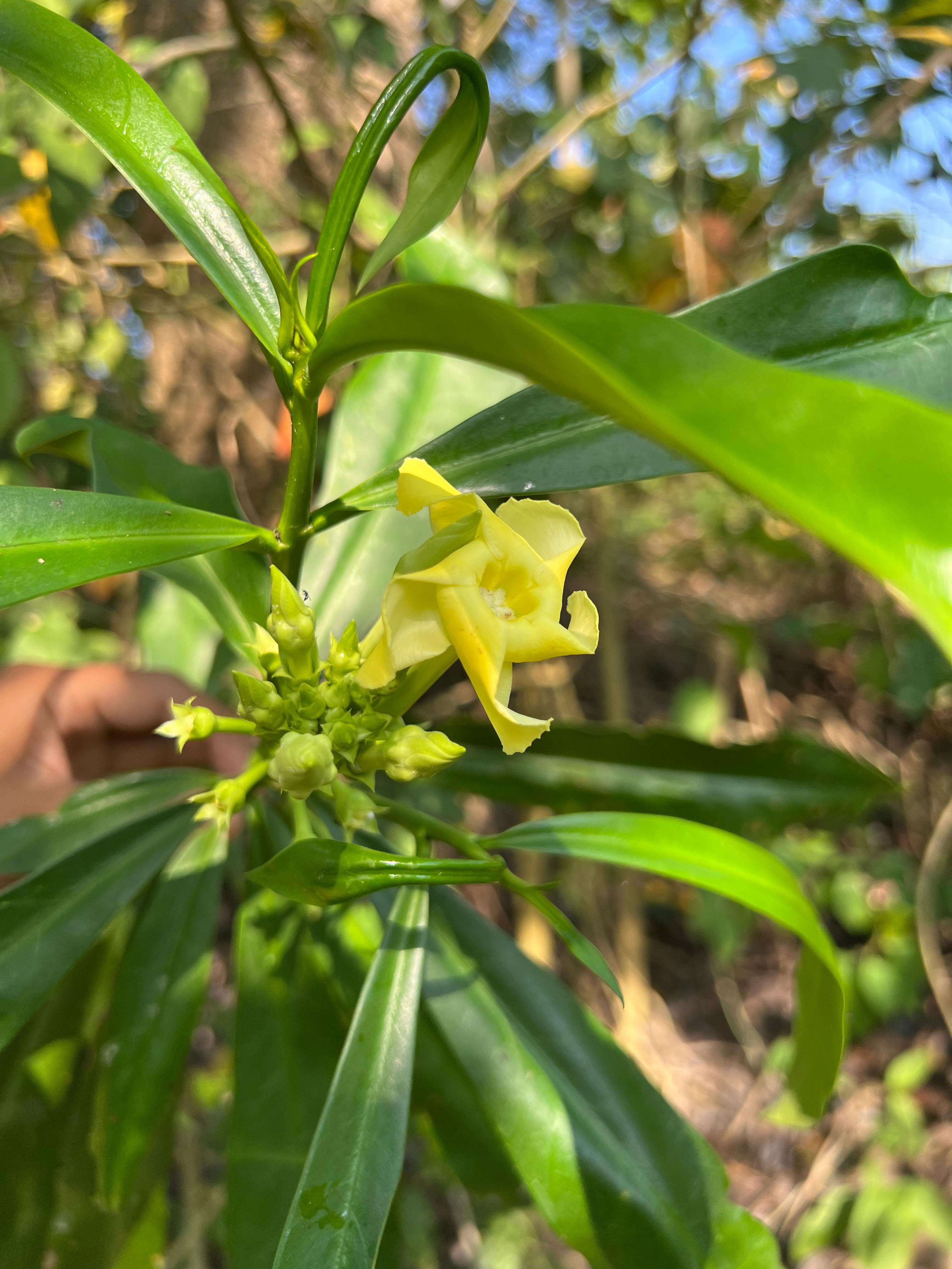 Michel's Yellow Flowers in the Forest