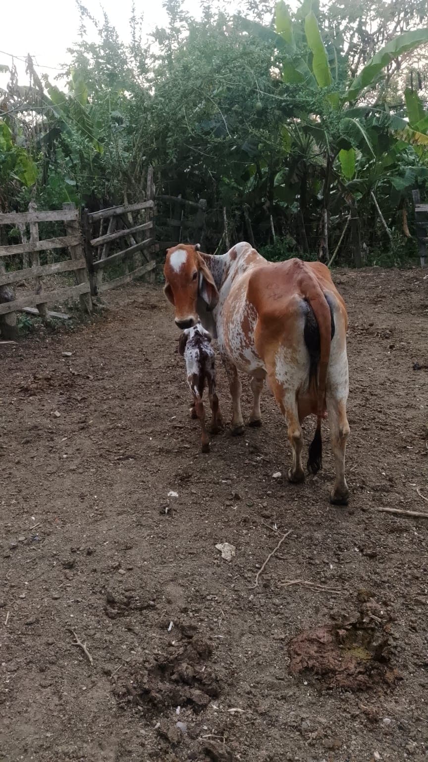 A Calf Standing Tall in Vista Hermosa