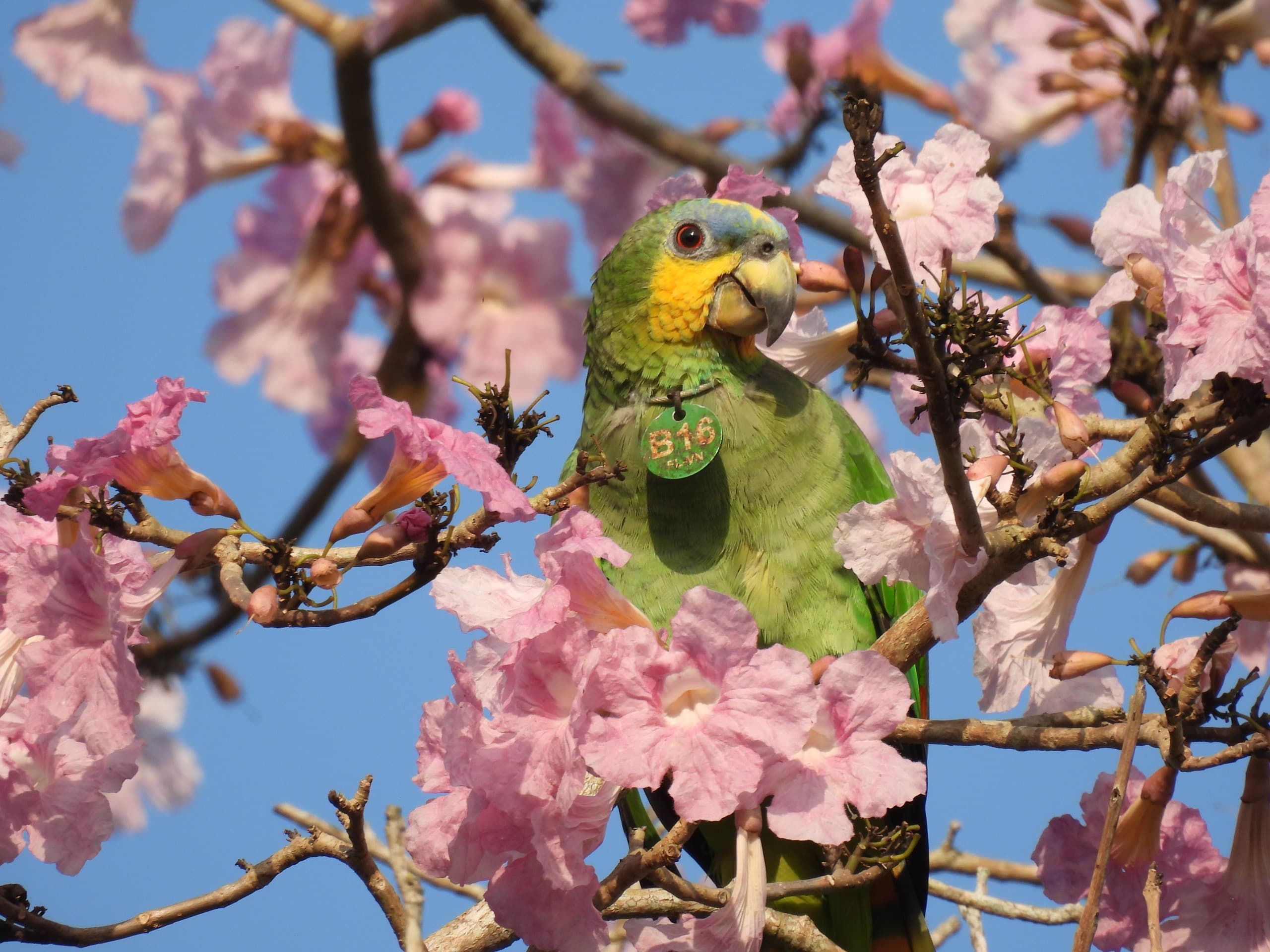 B16 tra le querce in fiore