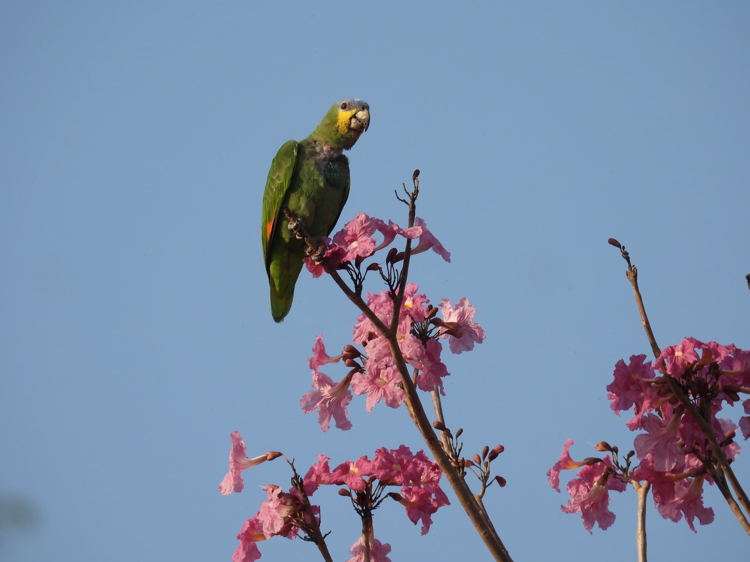 B16 tra le querce in fiore · 2