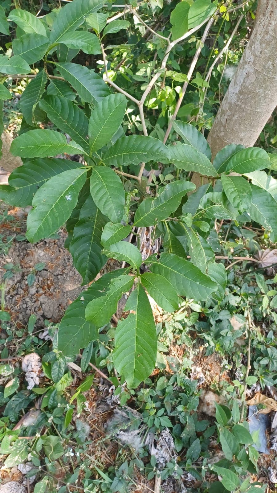 A Cojón de Fraile That Nobody Planted