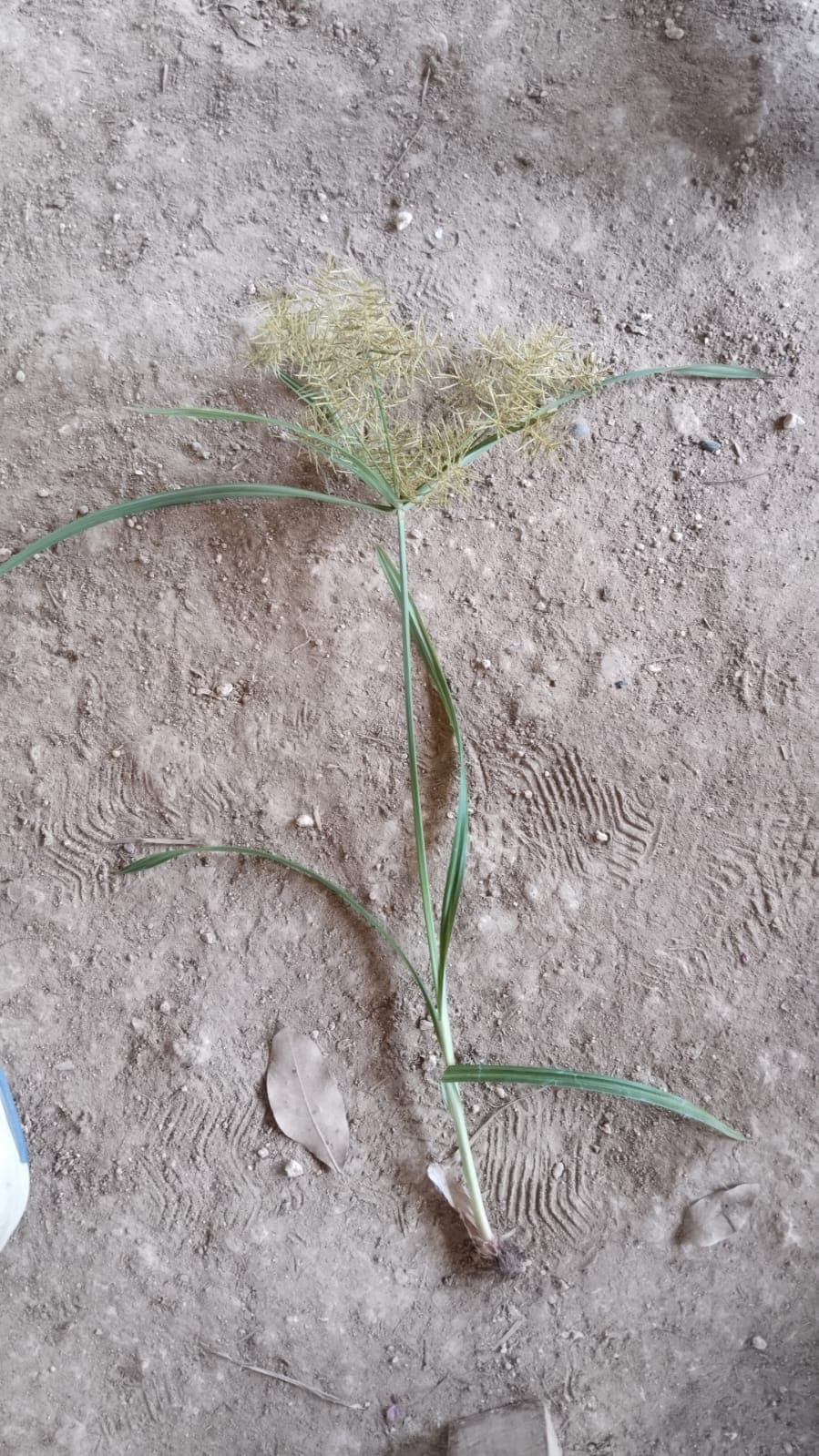 Due coquillos sulla terra secca
